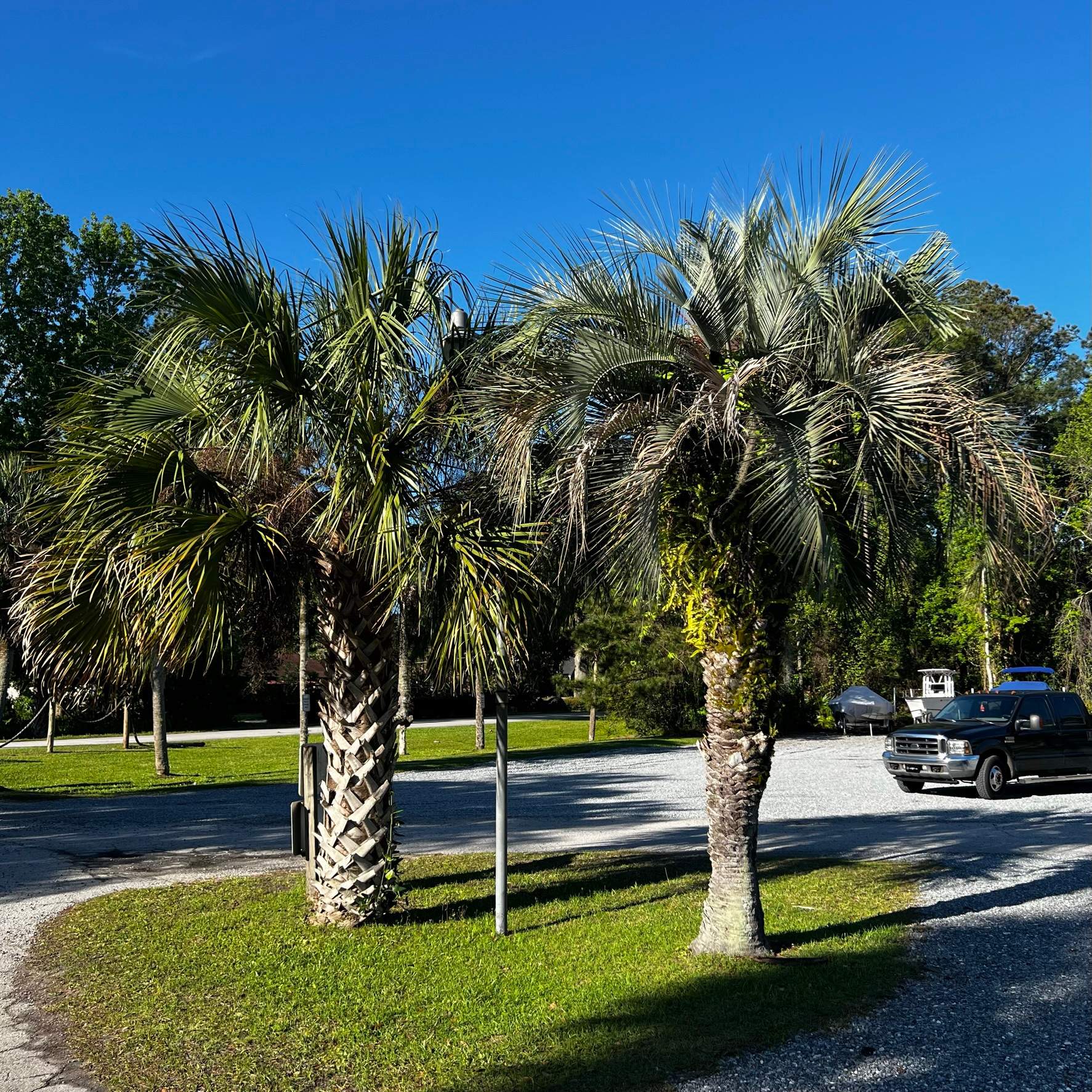 Tree Work | Florida Gun & Tackle by ProGreen Services