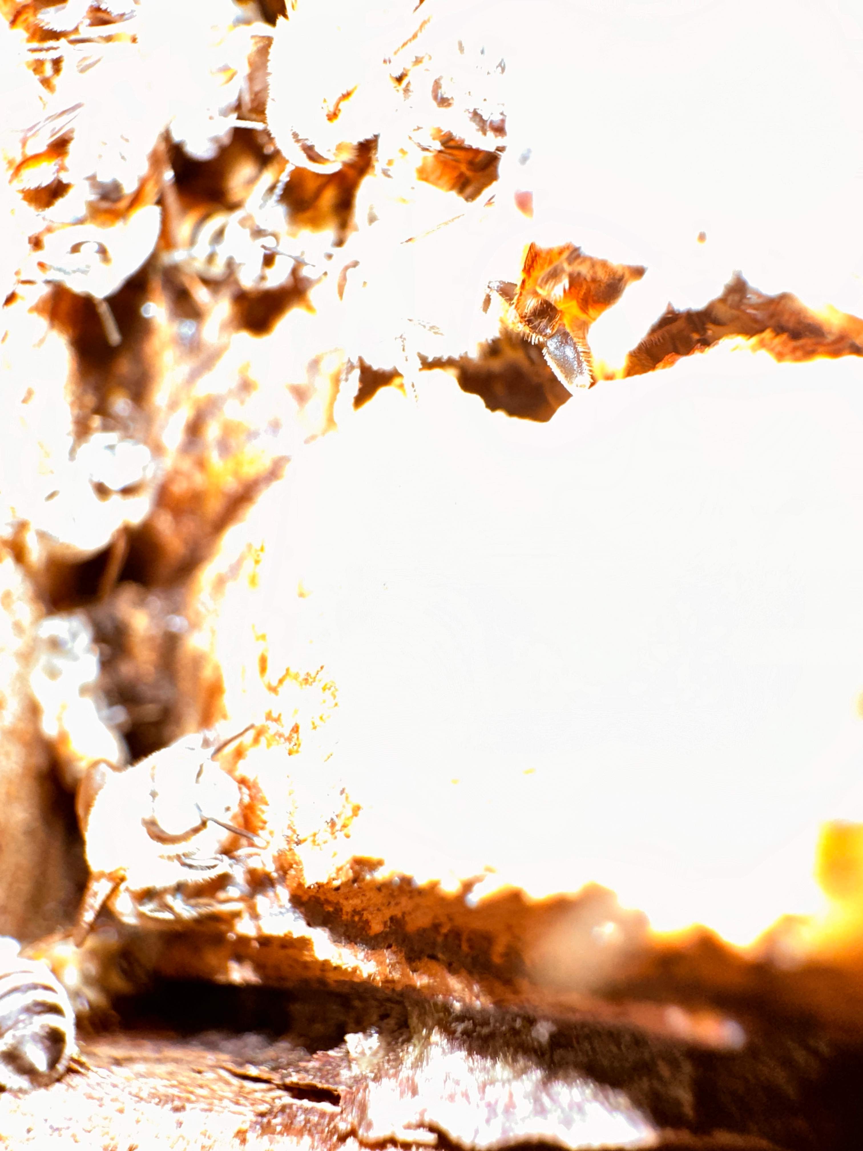 Yes, Professor. by Rockwall Honey Bee Company