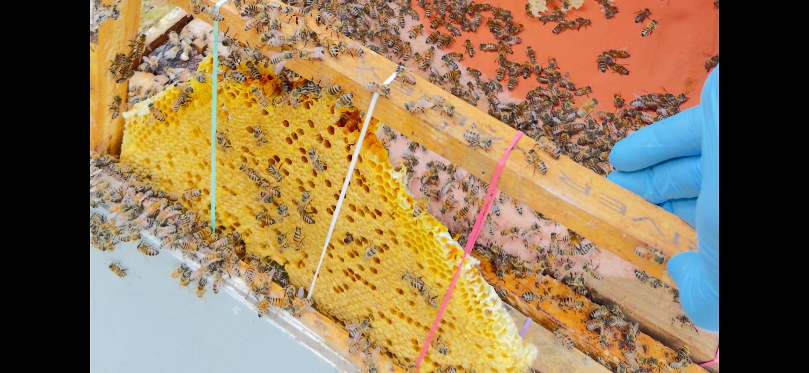 Water Spigot Swarm by Rockwall Honey Bee Company