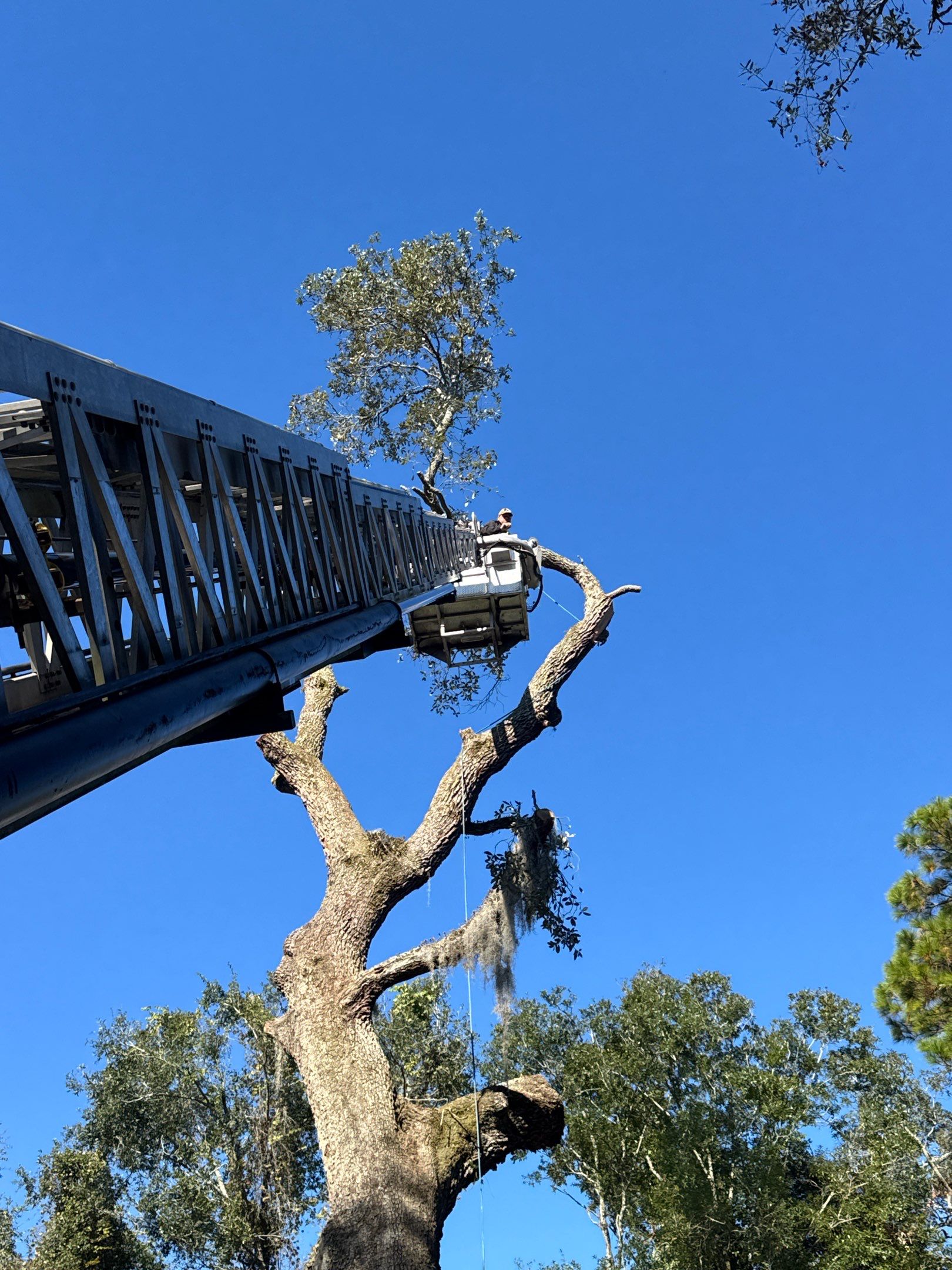 Episcopal | Large Tree Removal by ProGreen Services