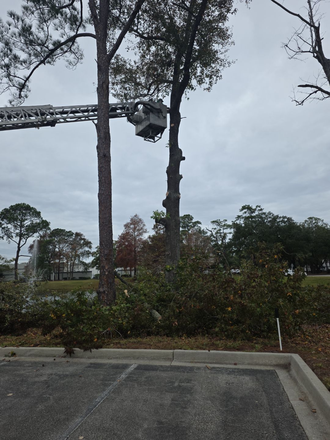 Commercial | Tree Service by ProGreen Services