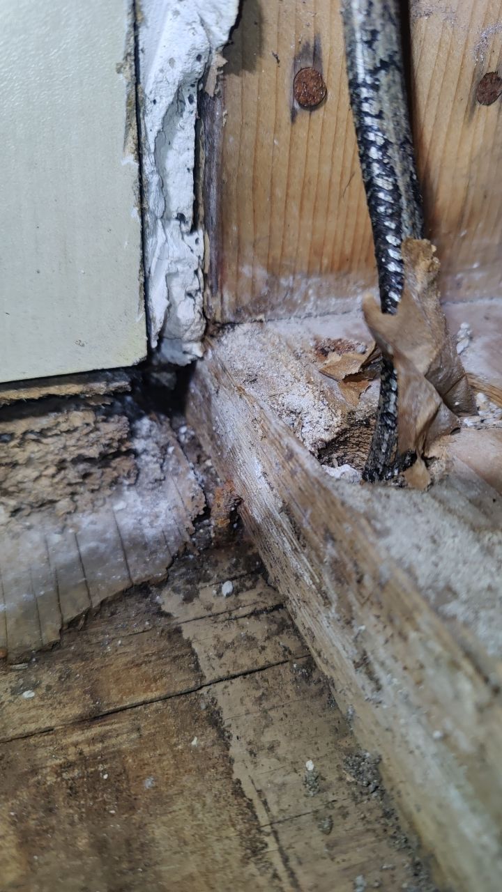 Mold Damage by Accountable Home Services