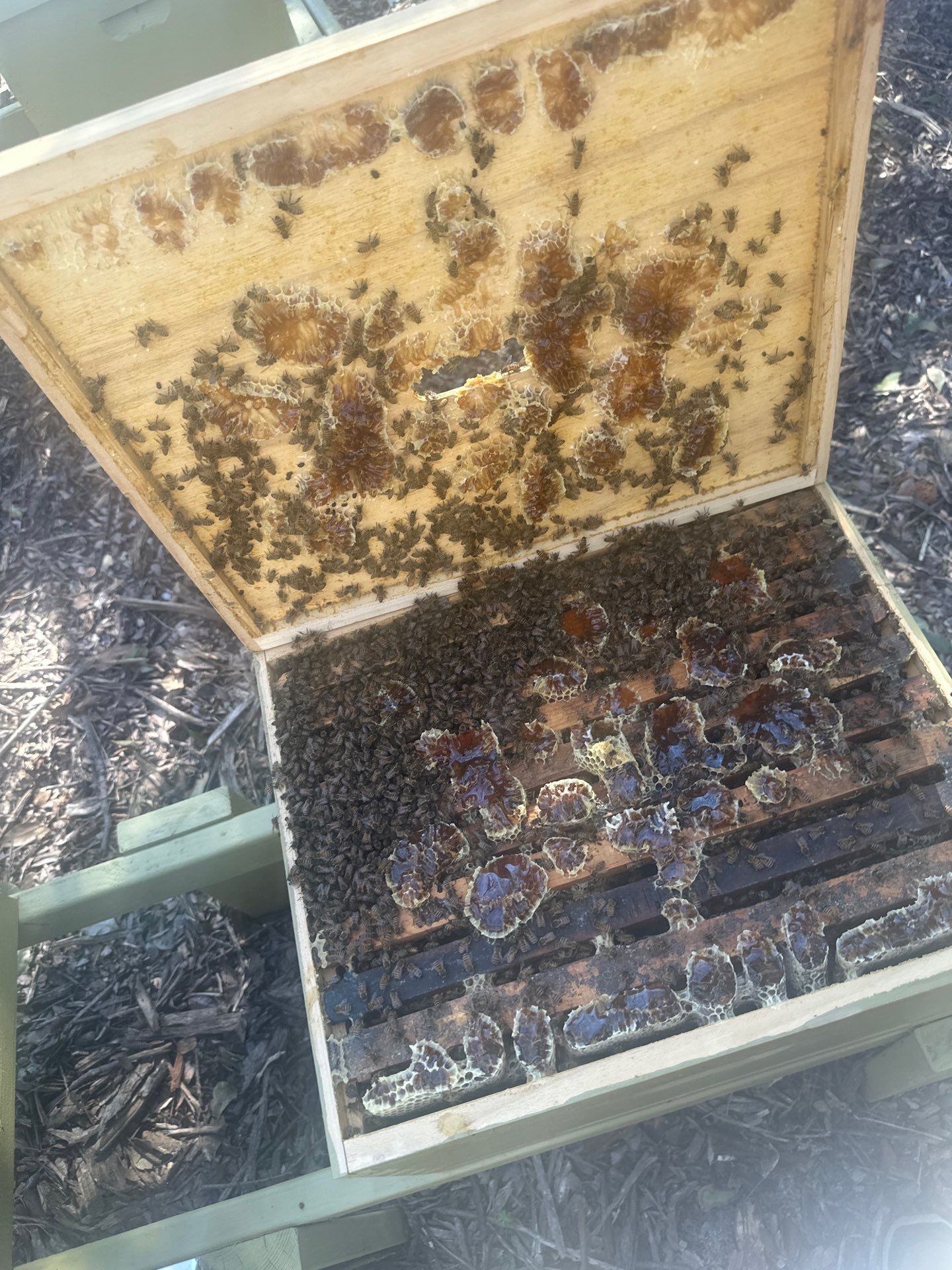 Lakewood Apiary by White Rock Lake- another Ag. Exempt Property by Rockwall Honey Bee Company