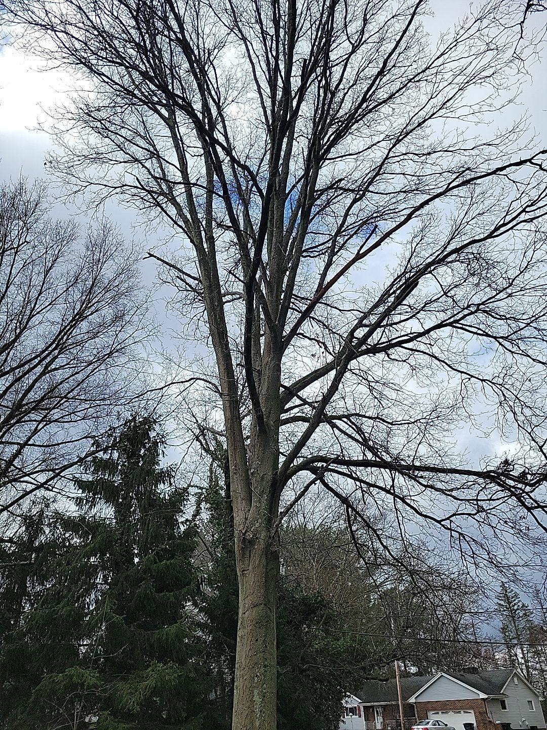 Tree Trimming using Tree Pruing by Mike Jones & Sons Tree Service LLC 