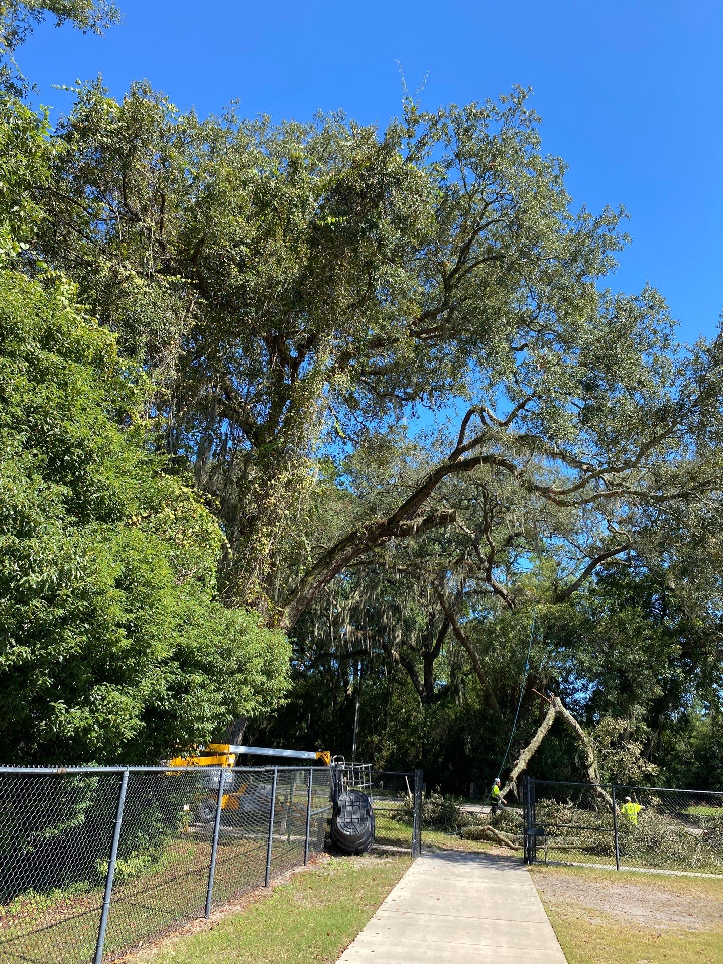 Episcopal | Large Tree Removal by ProGreen Services