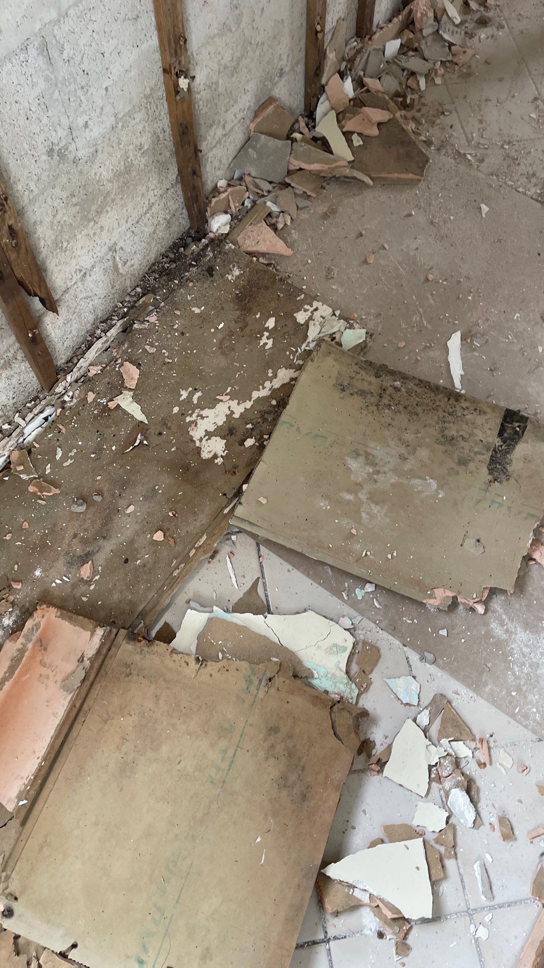 Mold Remediation  by THE RAPID TEAM