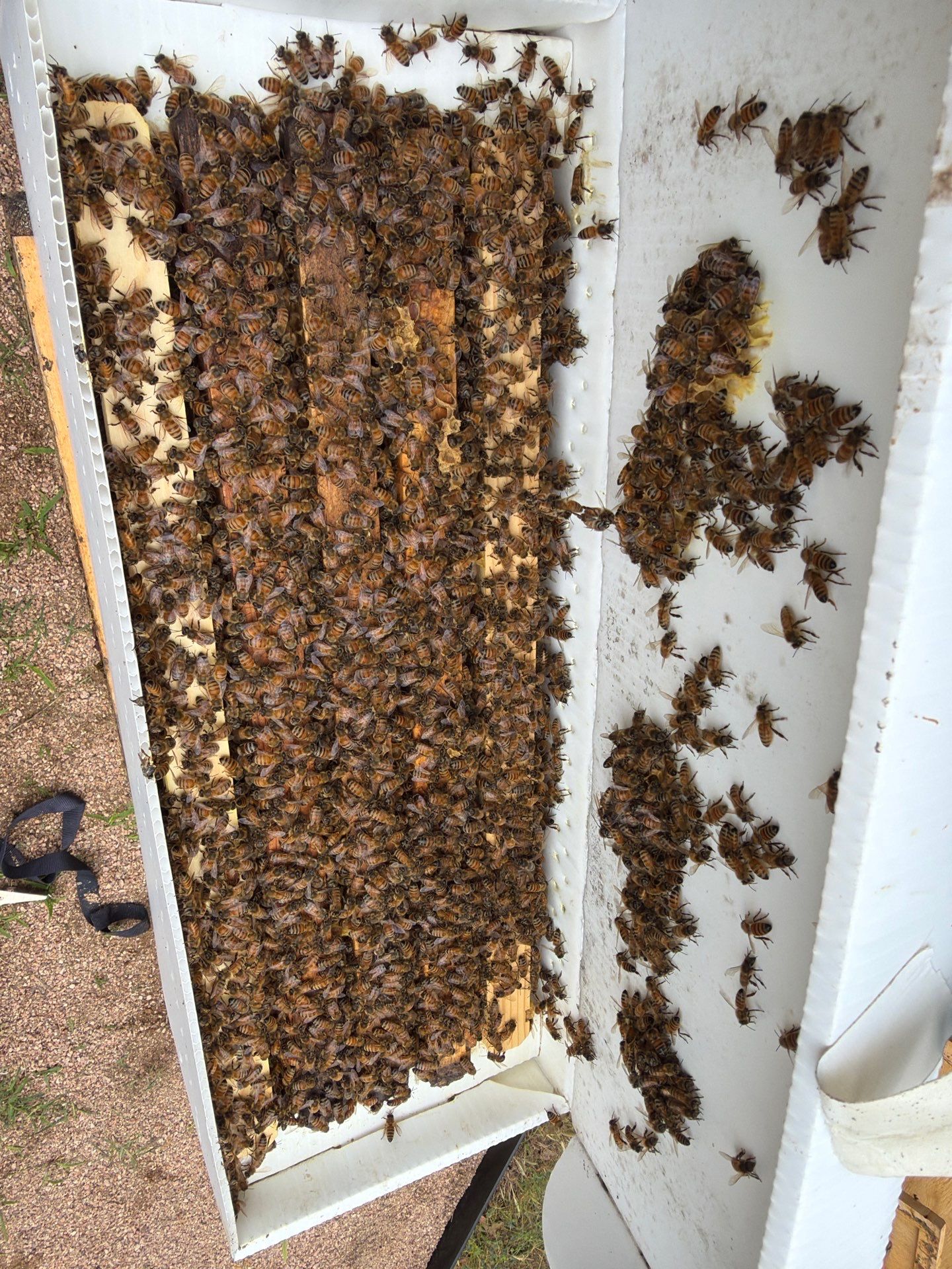 A Corp. HQ by Rockwall Honey Bee Company
