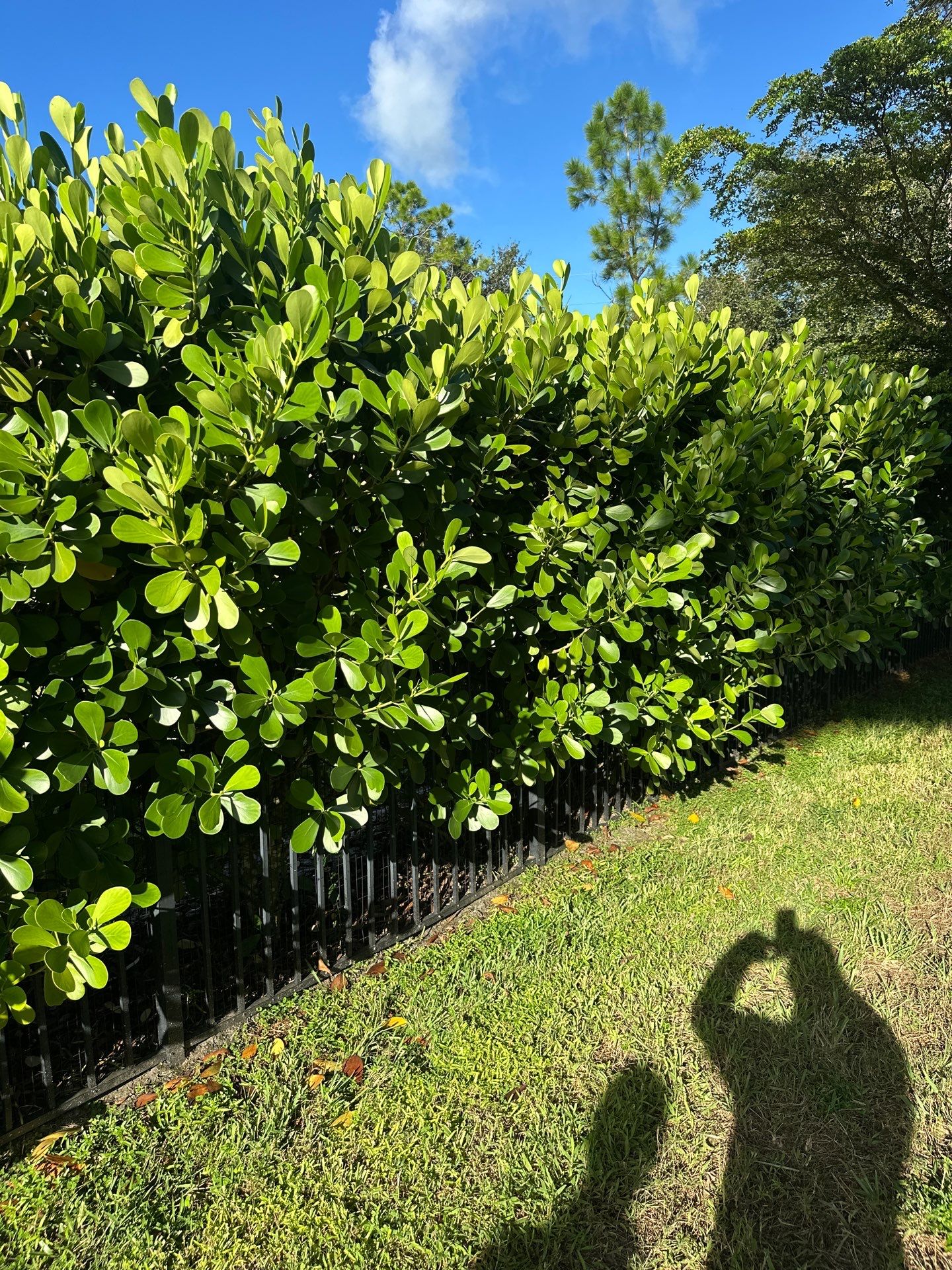From Overgrown to Picture-Perfect - Stuart Refresh by Alpha Zeta Enterprises Inc