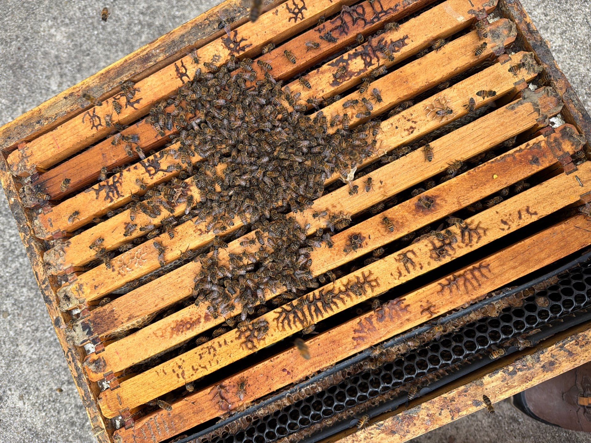 Happy Parking Lot Bee Hive by Rockwall Honey Bee Company