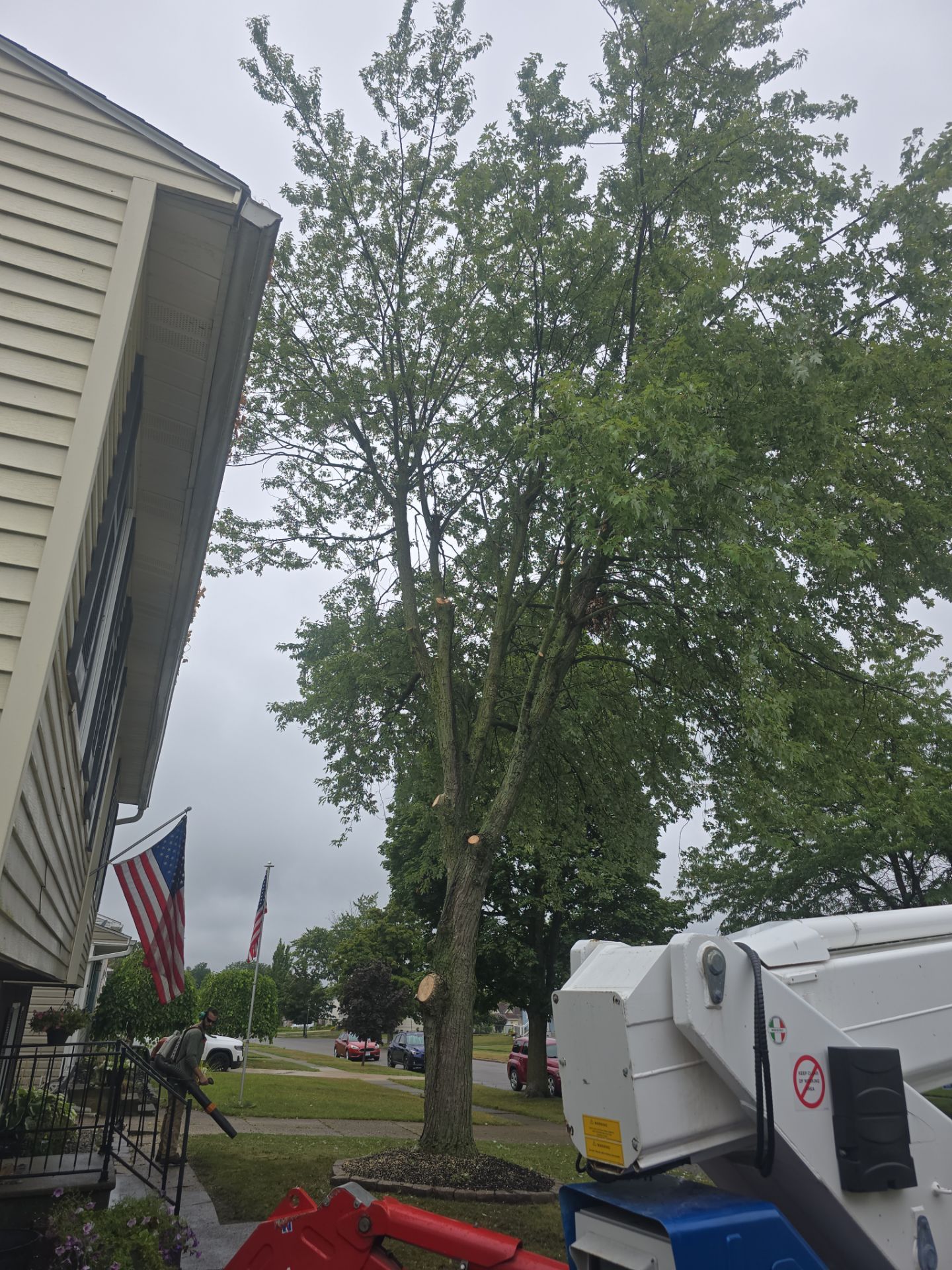 Preventative Roof Protection by Treeman Tom LLC