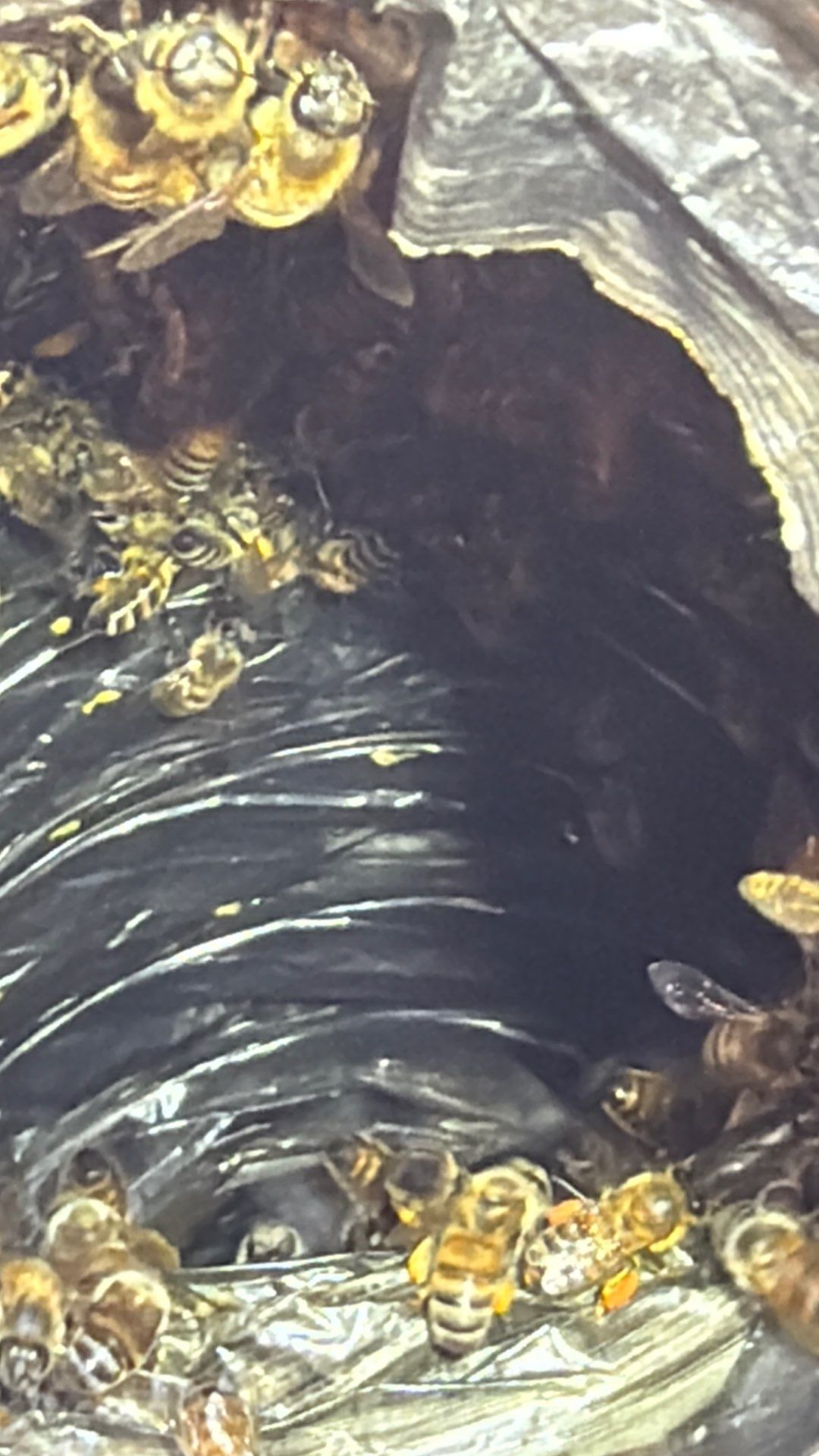 Prosperous Bees by Rockwall Honey Bee Company