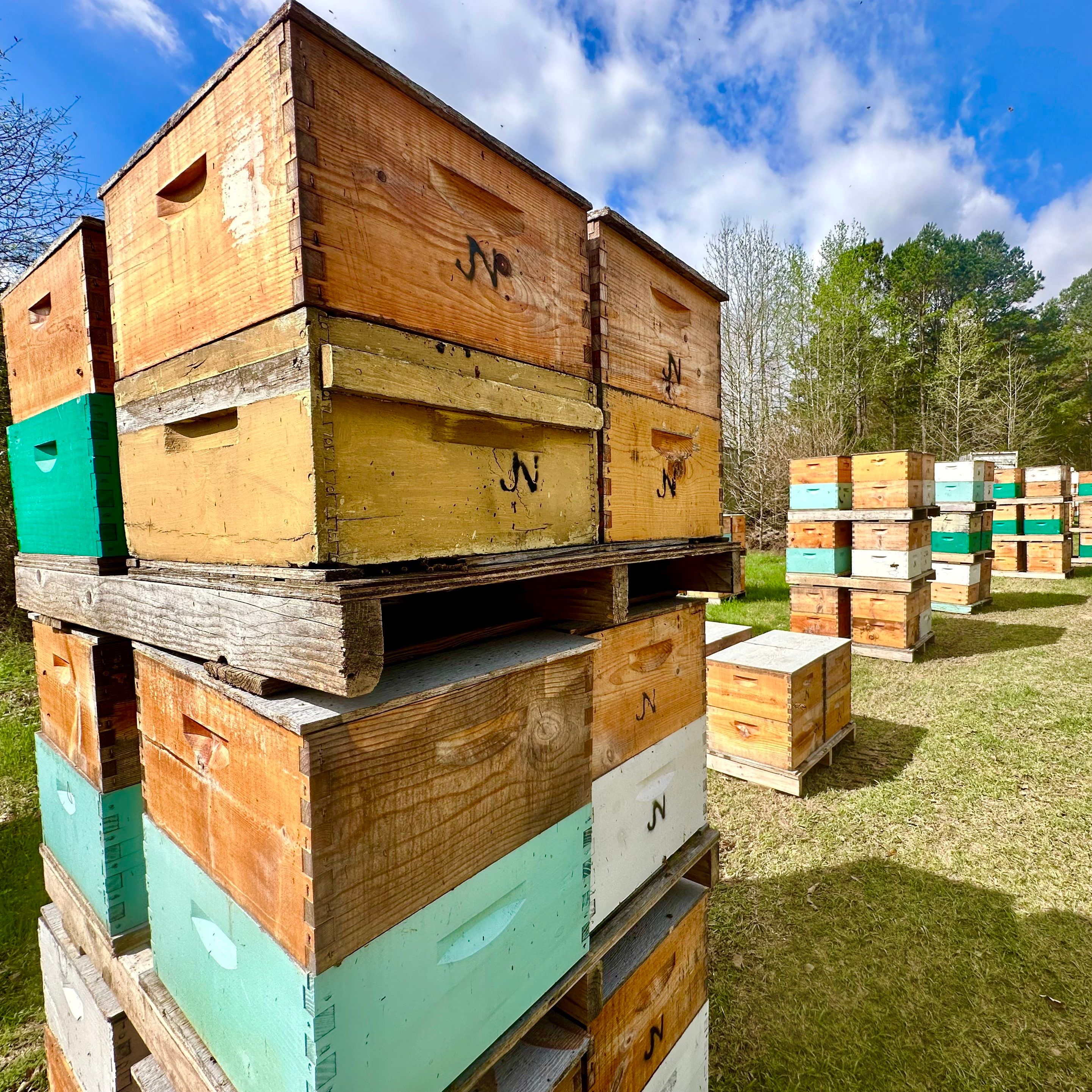BeeGirl ETX HQ by Rockwall Honey Bee Company