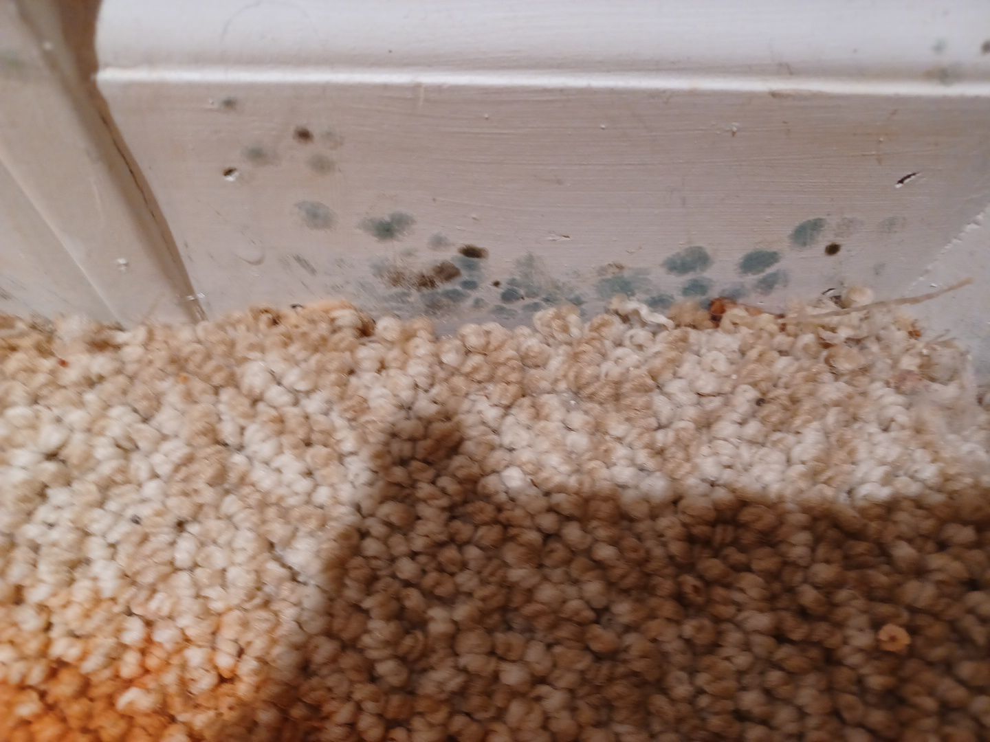 Project in Novi by EzDry Water Mitigation & Property Restoration