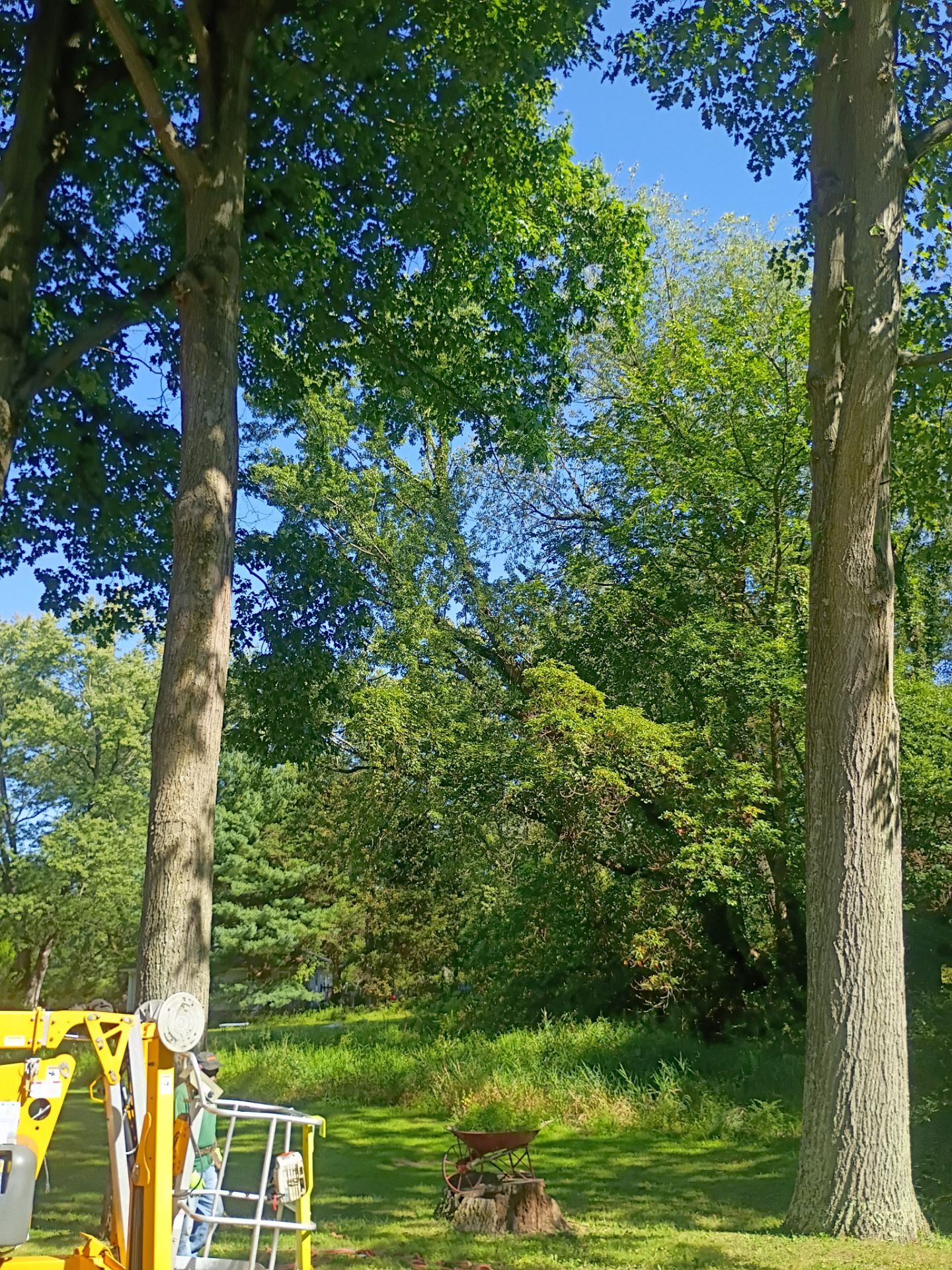 Tree Trimming & Tree Removal in Akron Ohio by Mike Jones & Sons Tree Service LLC 