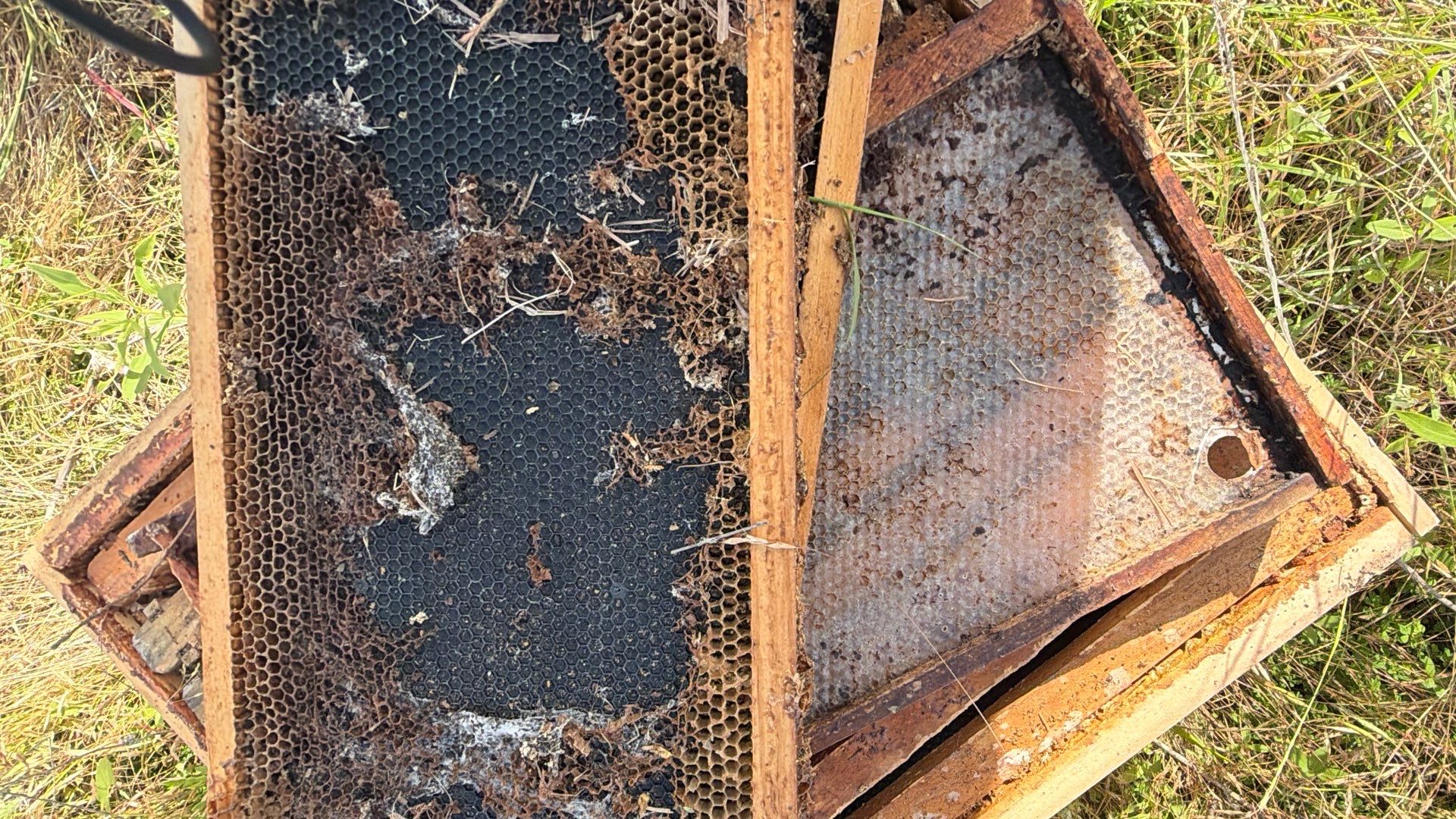 Baseball Diamond Apiary by Rockwall Honey Bee Company