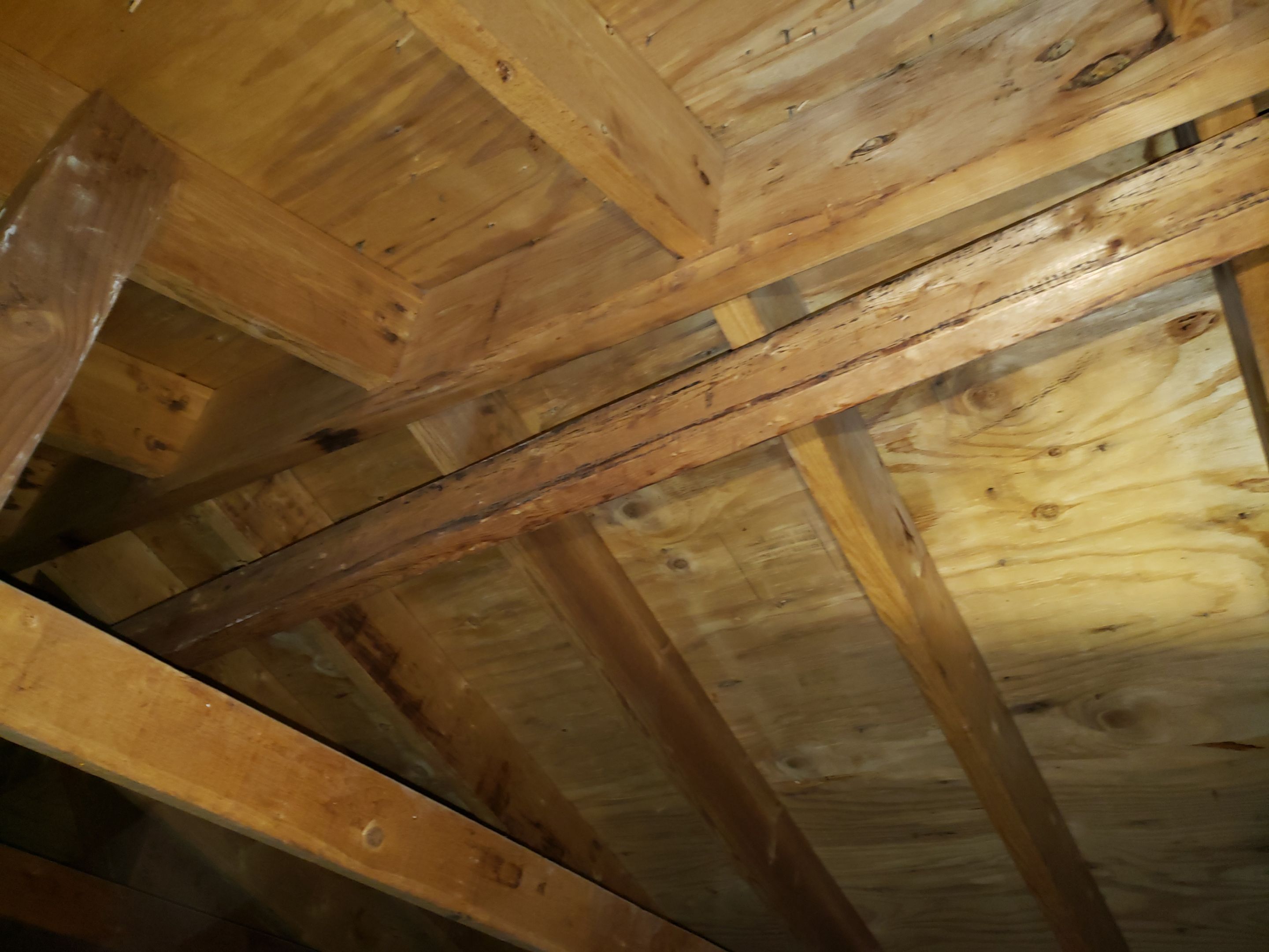 Attic Mold Remediation by Chicagoland Water Medics