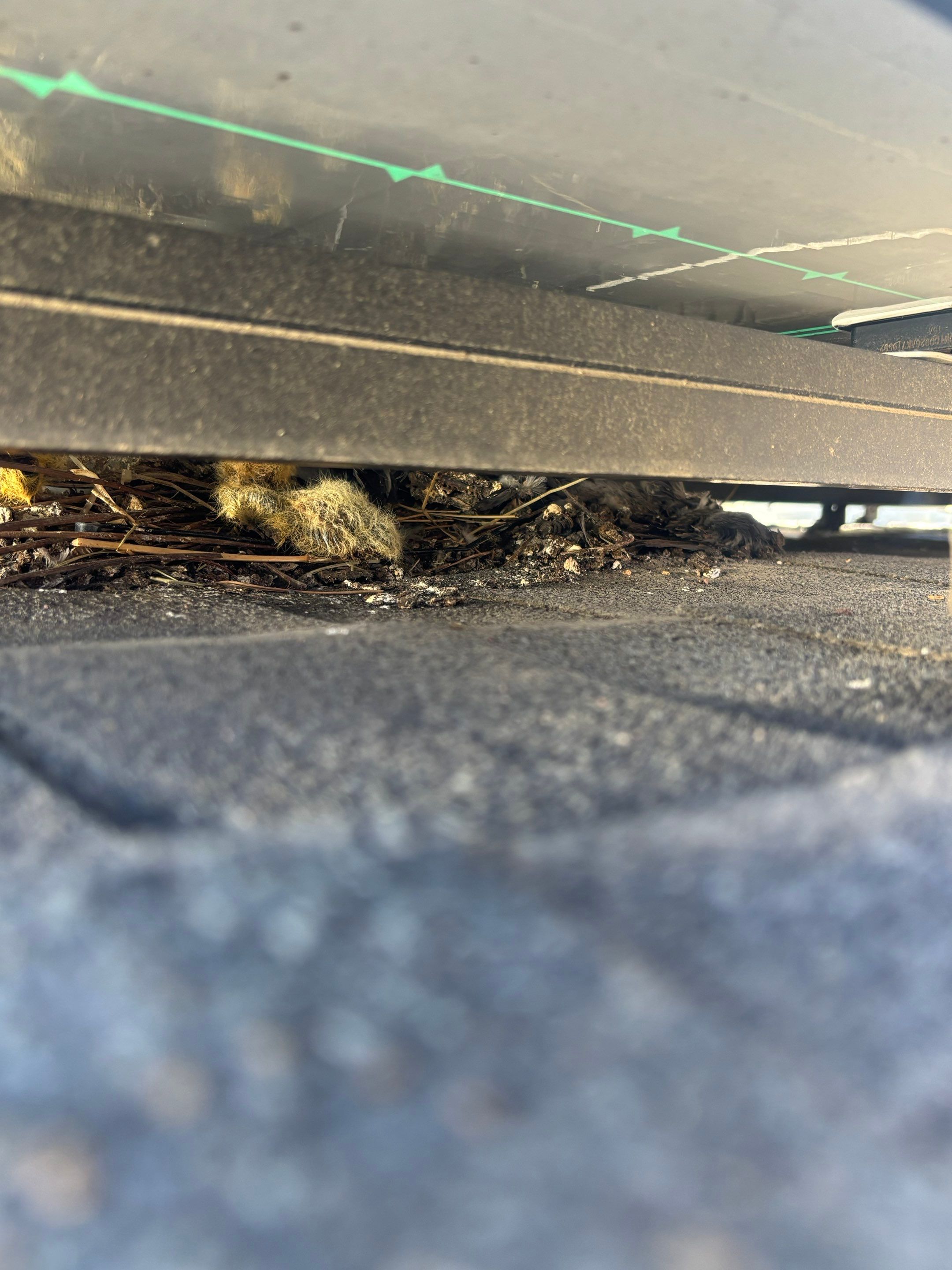 Bird Proofing by Pirate Pete’s Power Washing