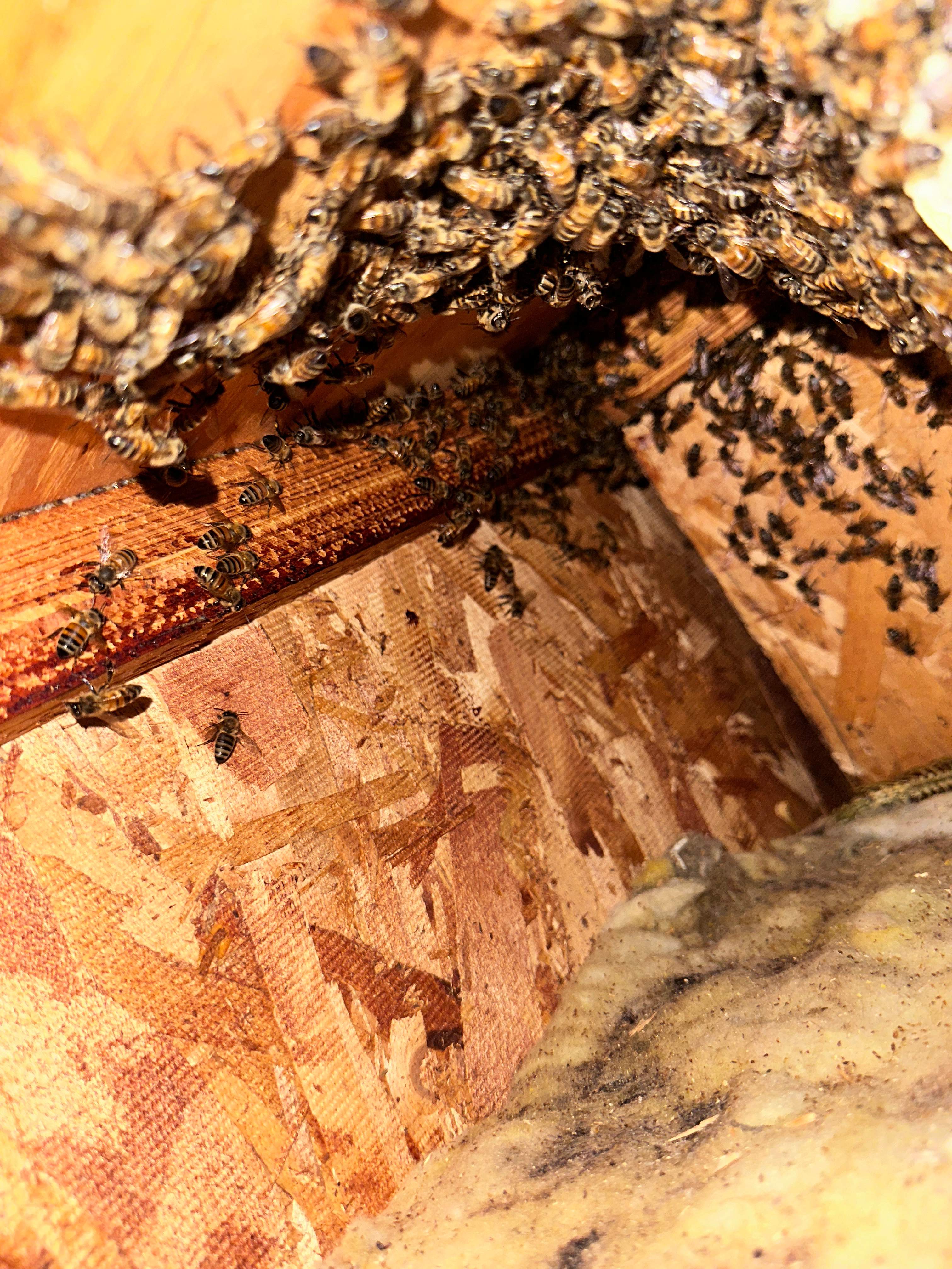 Floor Bees Invade! by Rockwall Honey Bee Company