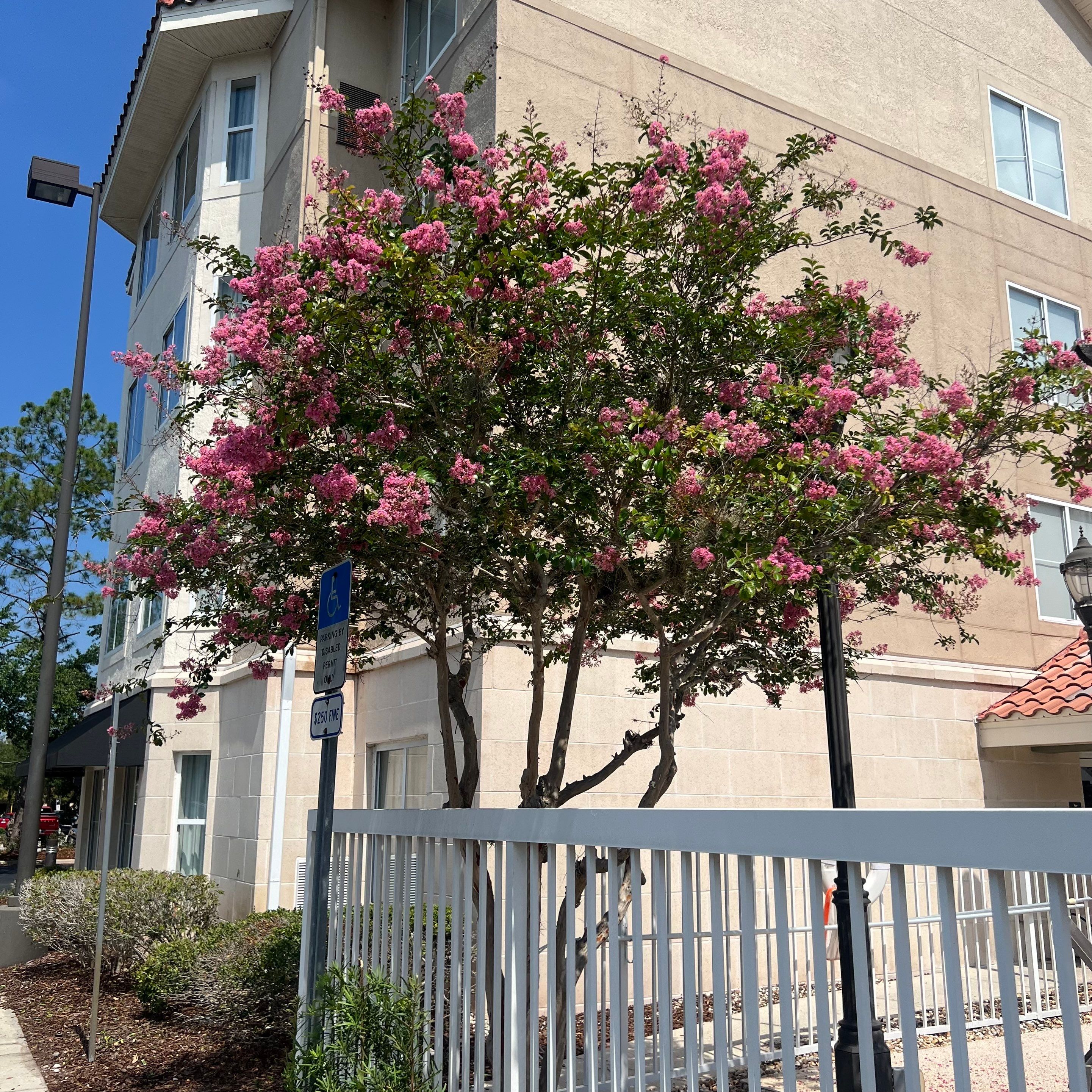 Homewood Suites | Tree Service by ProGreen Services