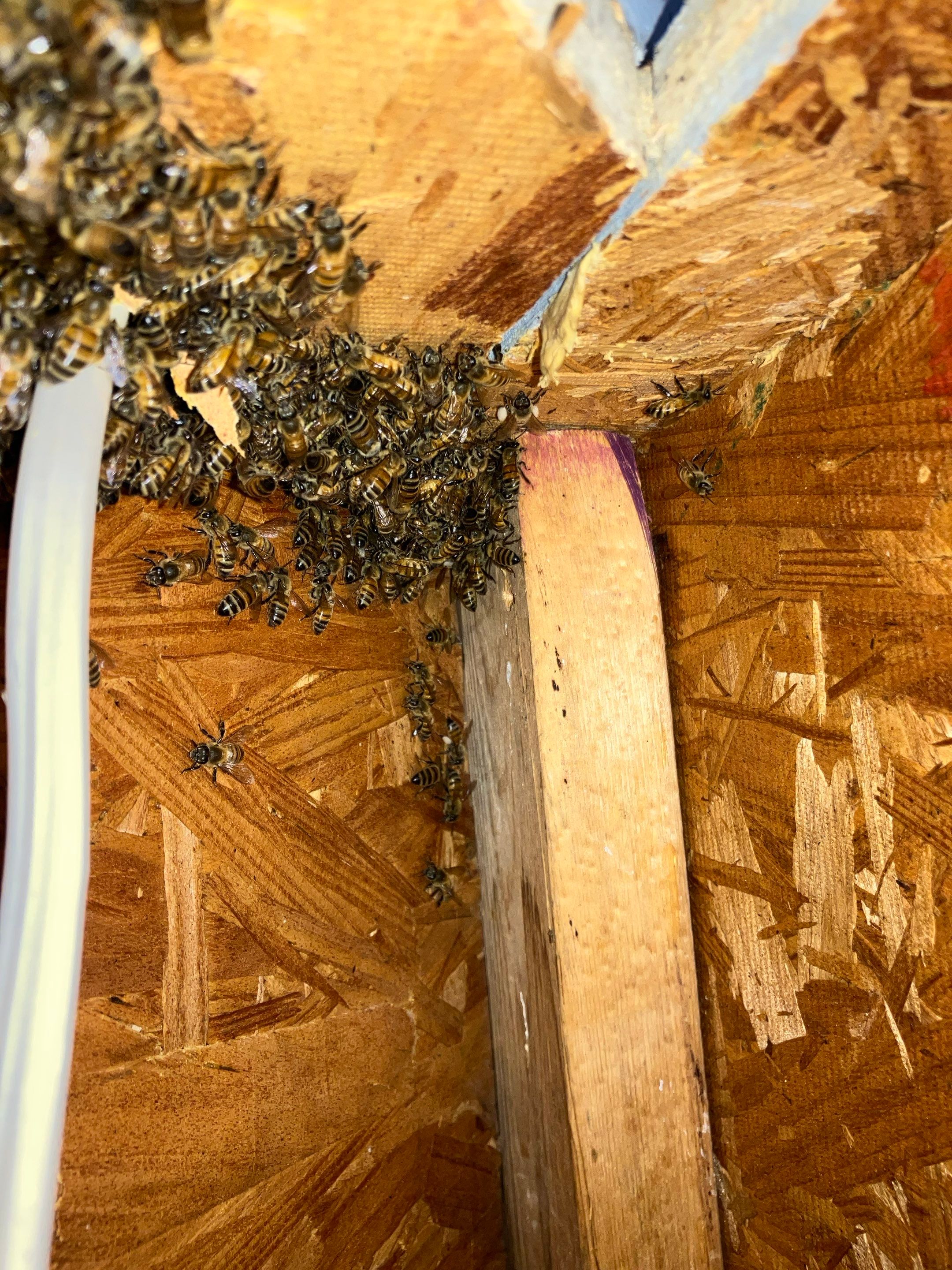 Judge Judy by Rockwall Honey Bee Company