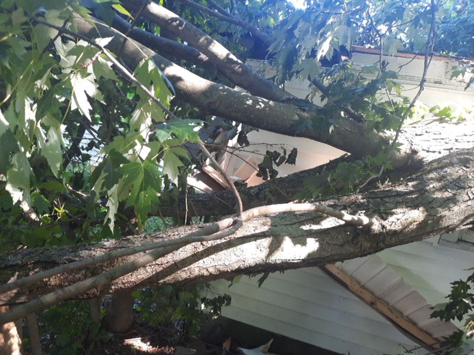 Storm Damaged Tree Removal  using Tree Removal by Mike Jones & Sons Tree Service LLC 