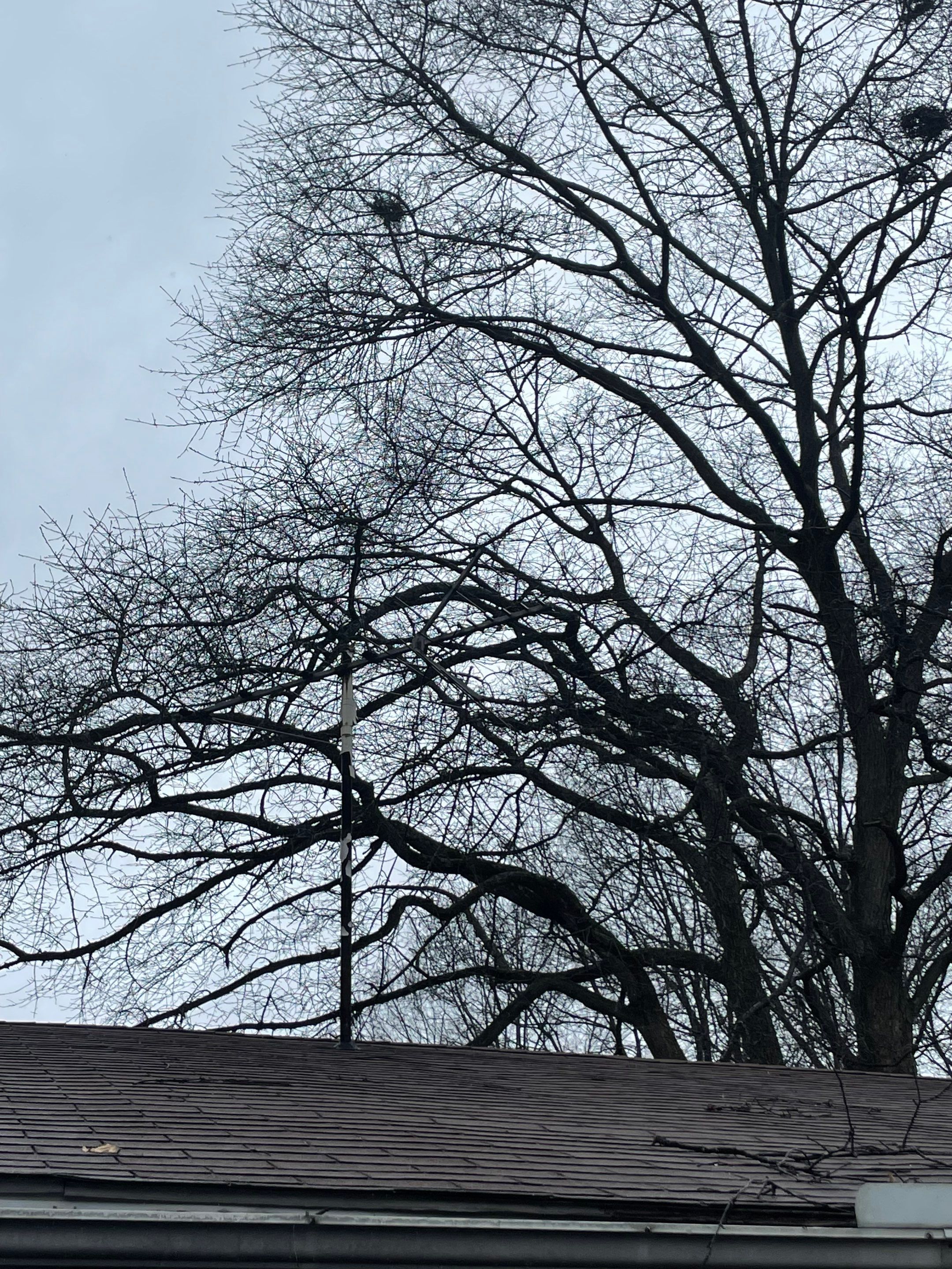 Tree Trimming using Tree Pruing by Mike Jones & Sons Tree Service LLC 