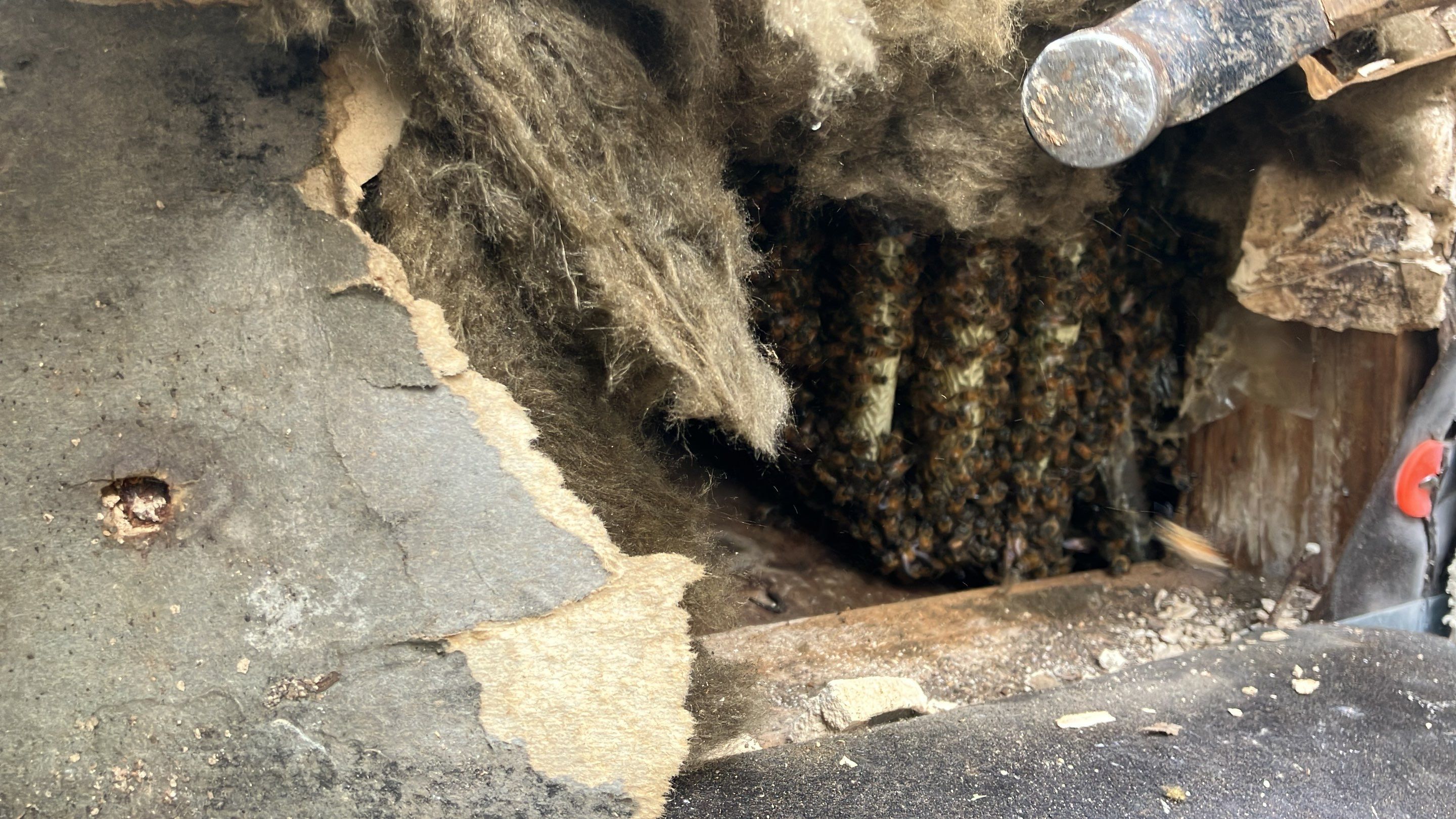 Project in Dallas, TX by Rockwall Honey Bee Company