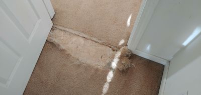 Repairing Carpet Damaged by Pets
