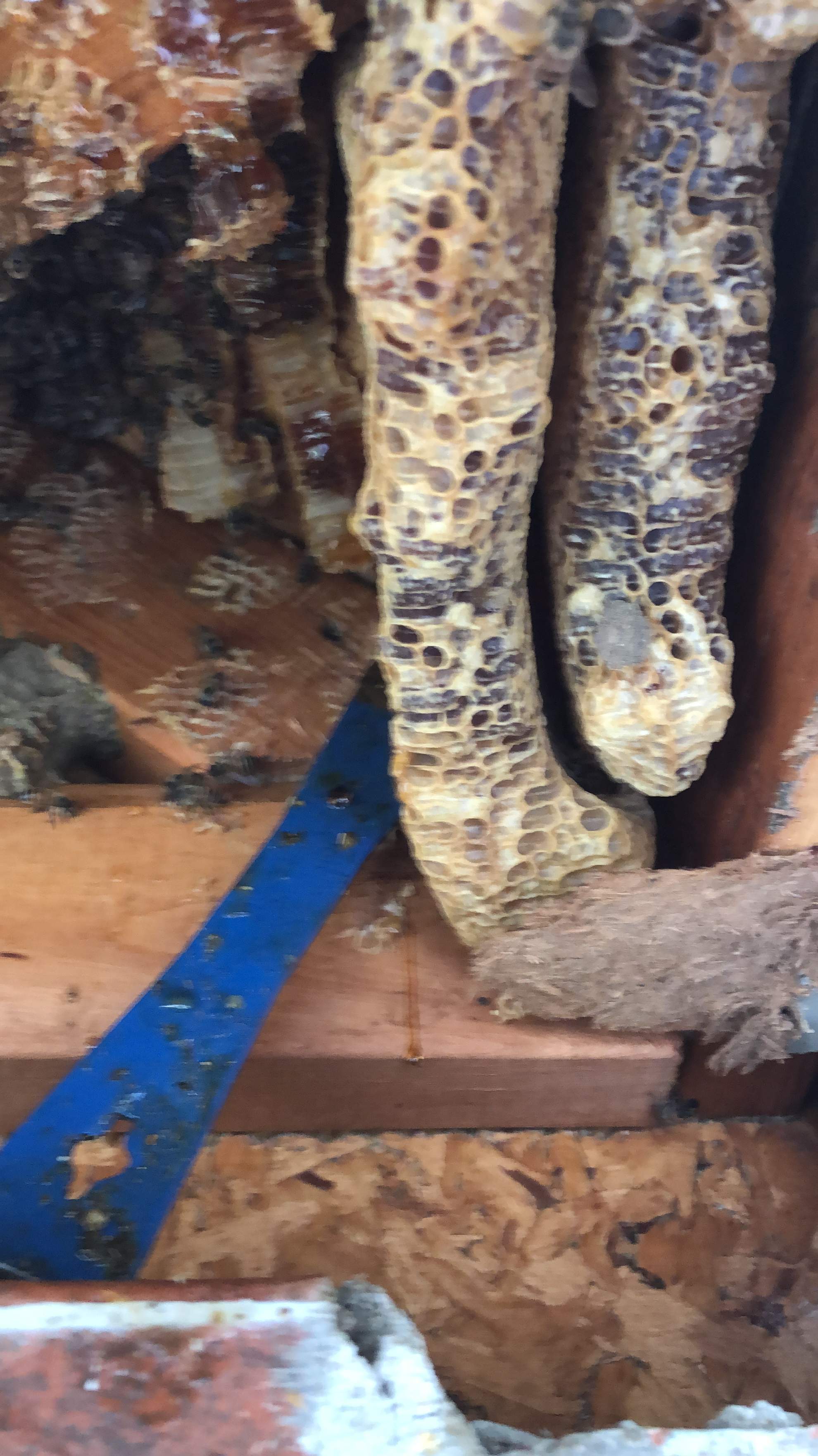 Caution! by Rockwall Honey Bee Company