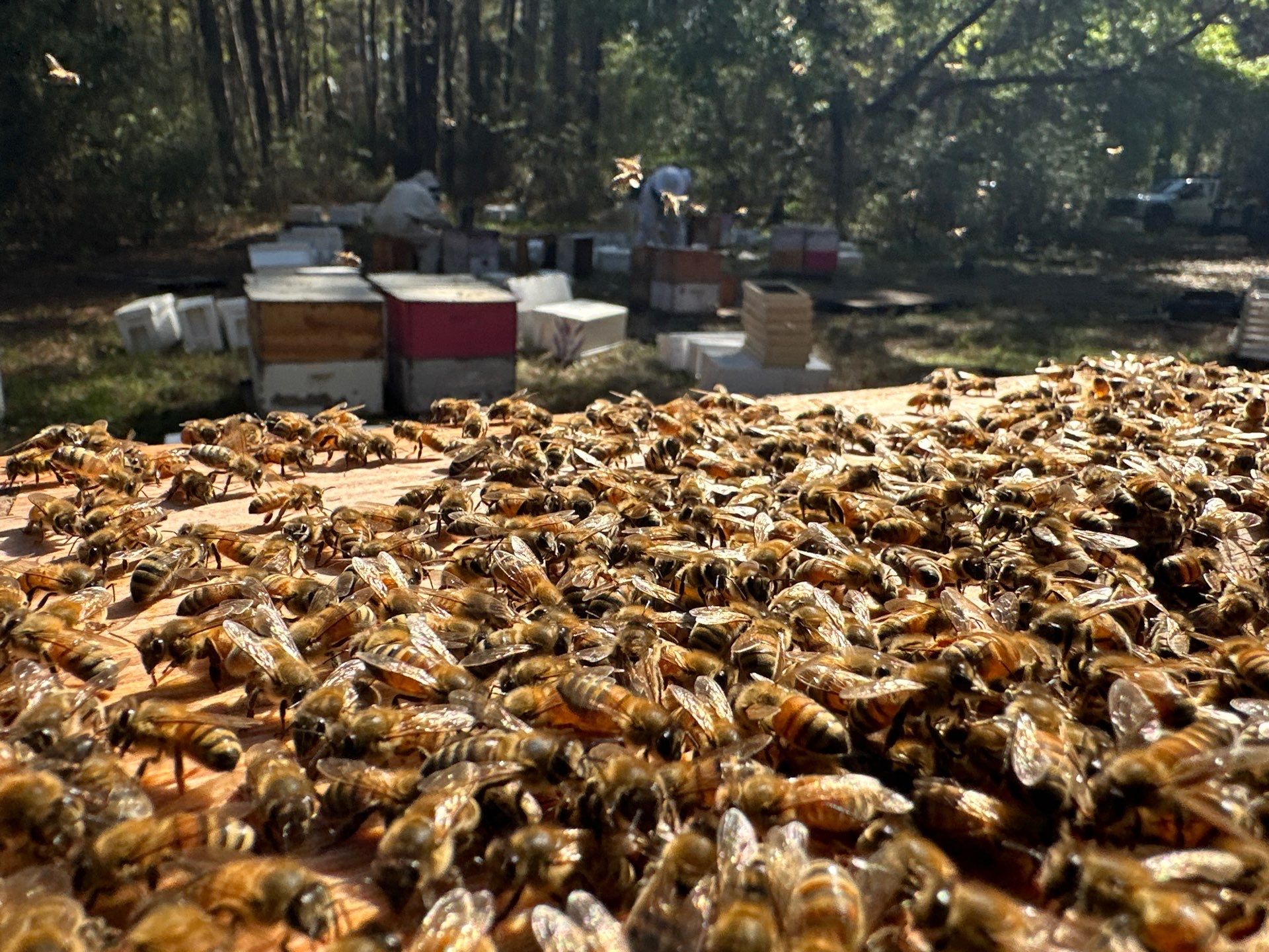 Tree Farm Apiary by Rockwall Honey Bee Company