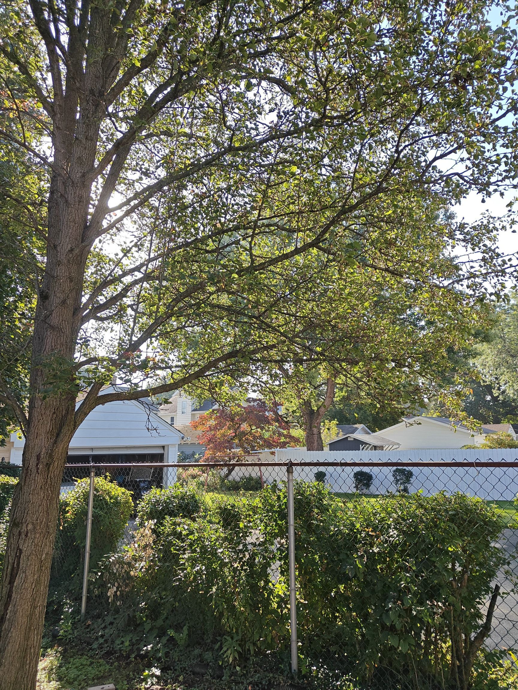 Tree Trimming using Tree Pruing by Mike Jones & Sons Tree Service LLC 