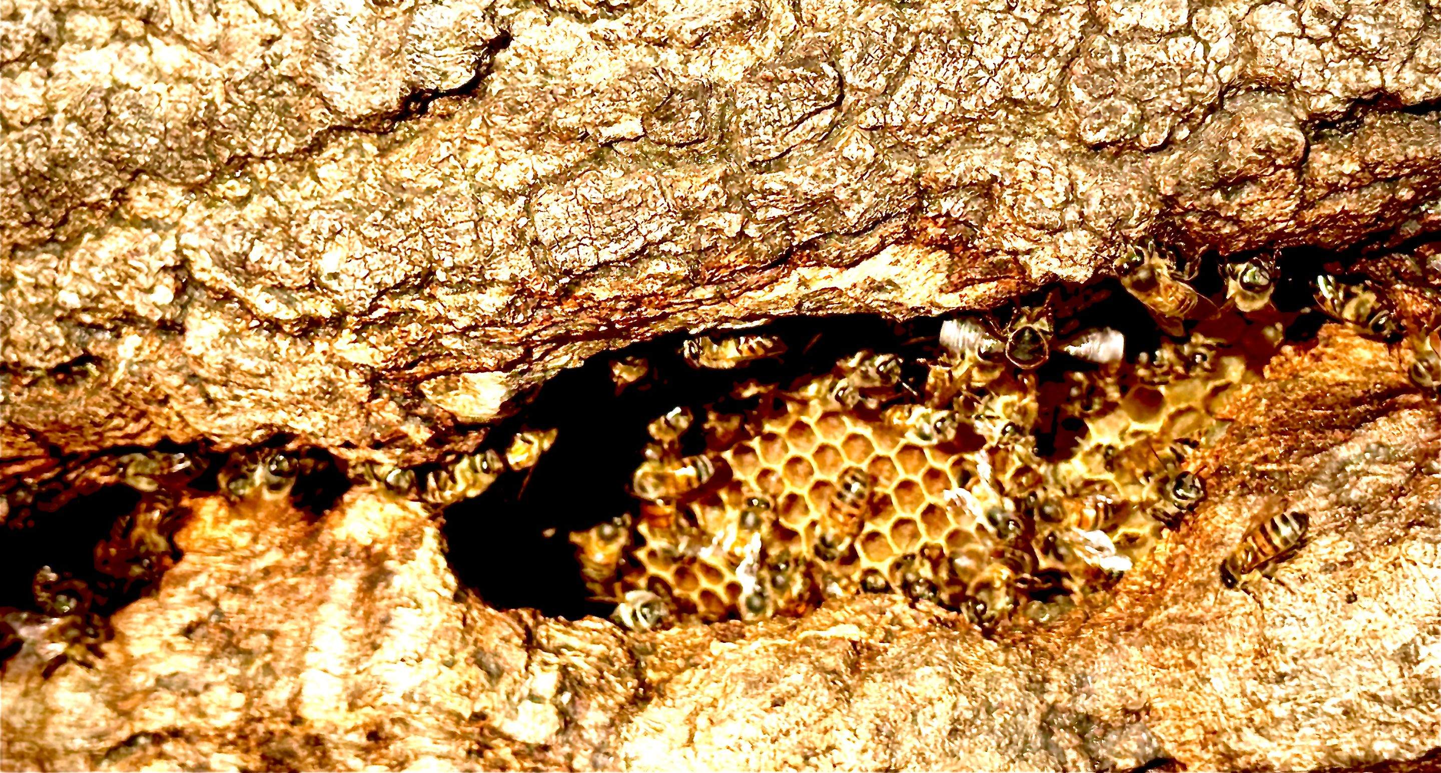 Fallen Tree by Rockwall Honey Bee Company