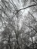 Tree Removal using Tree Removal by Mike Jones & Sons Tree Service LLC 