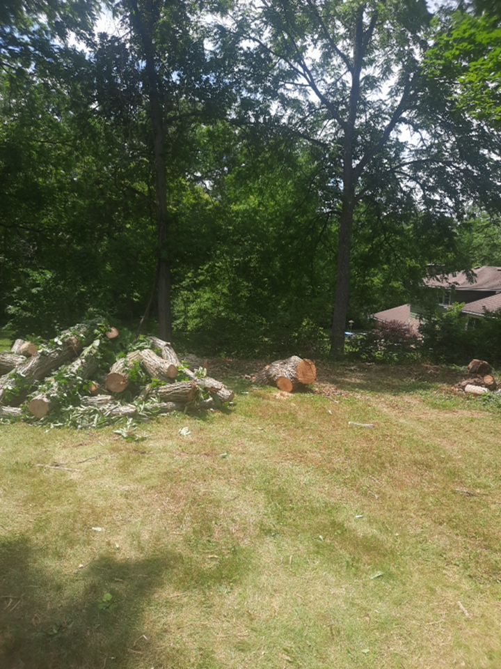 Tree Removal using Tree Removal by Mike Jones & Sons Tree Service LLC 