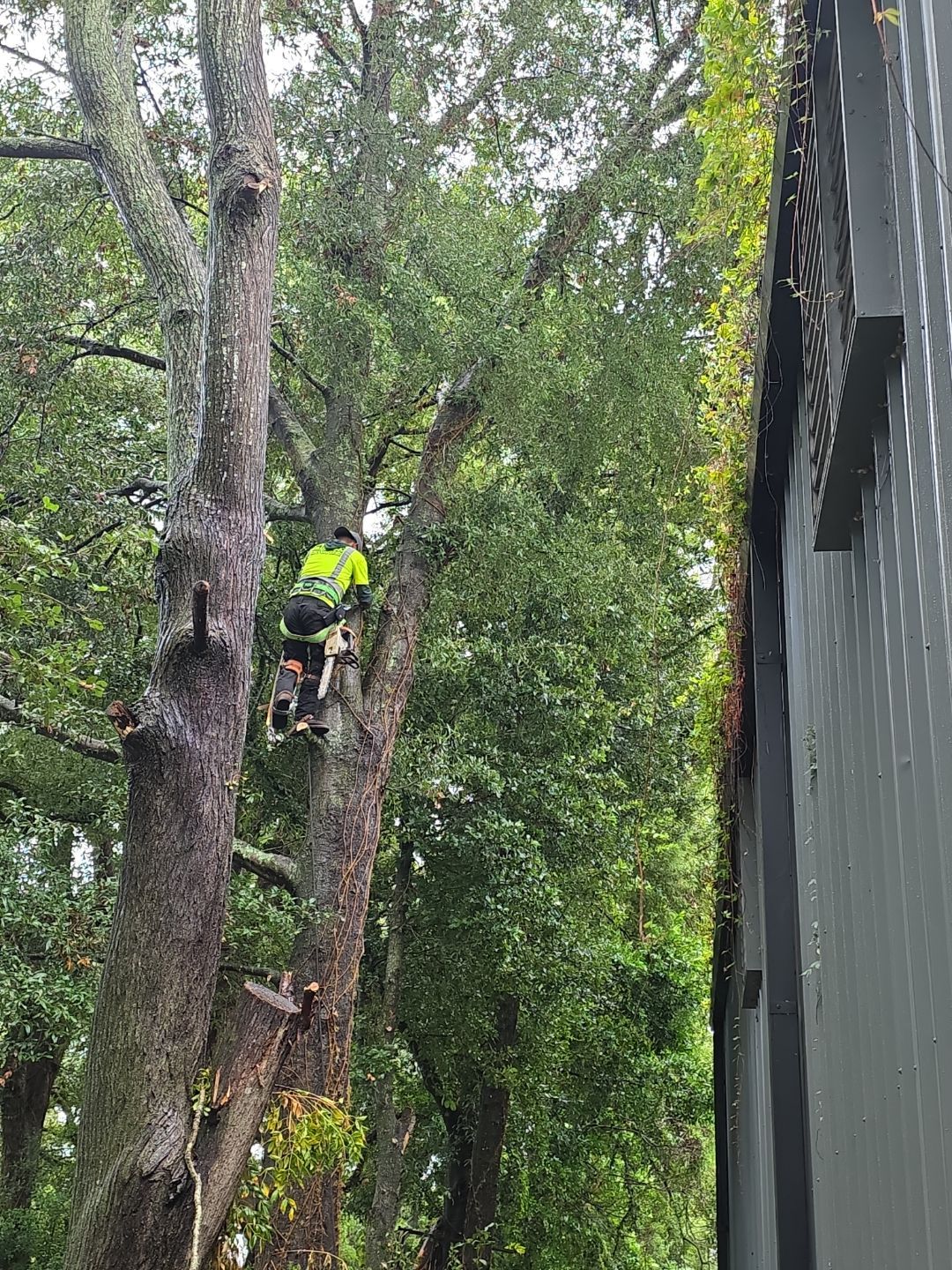 Crash Champions | Tree Removal & Cleanup by ProGreen Services