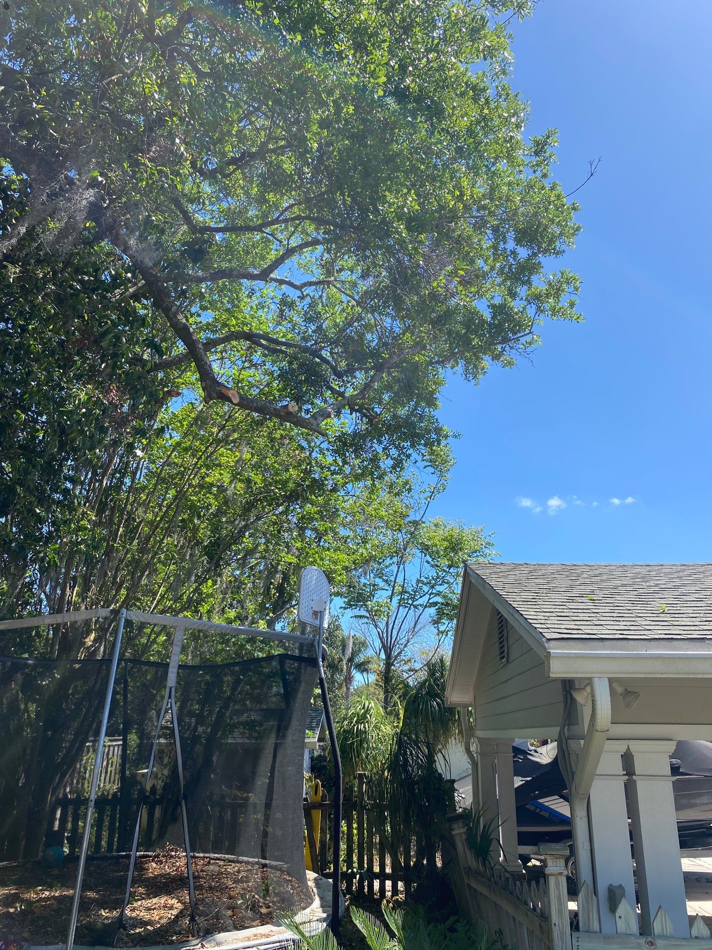 Residential | Tree Removal & Trimming by ProGreen Services