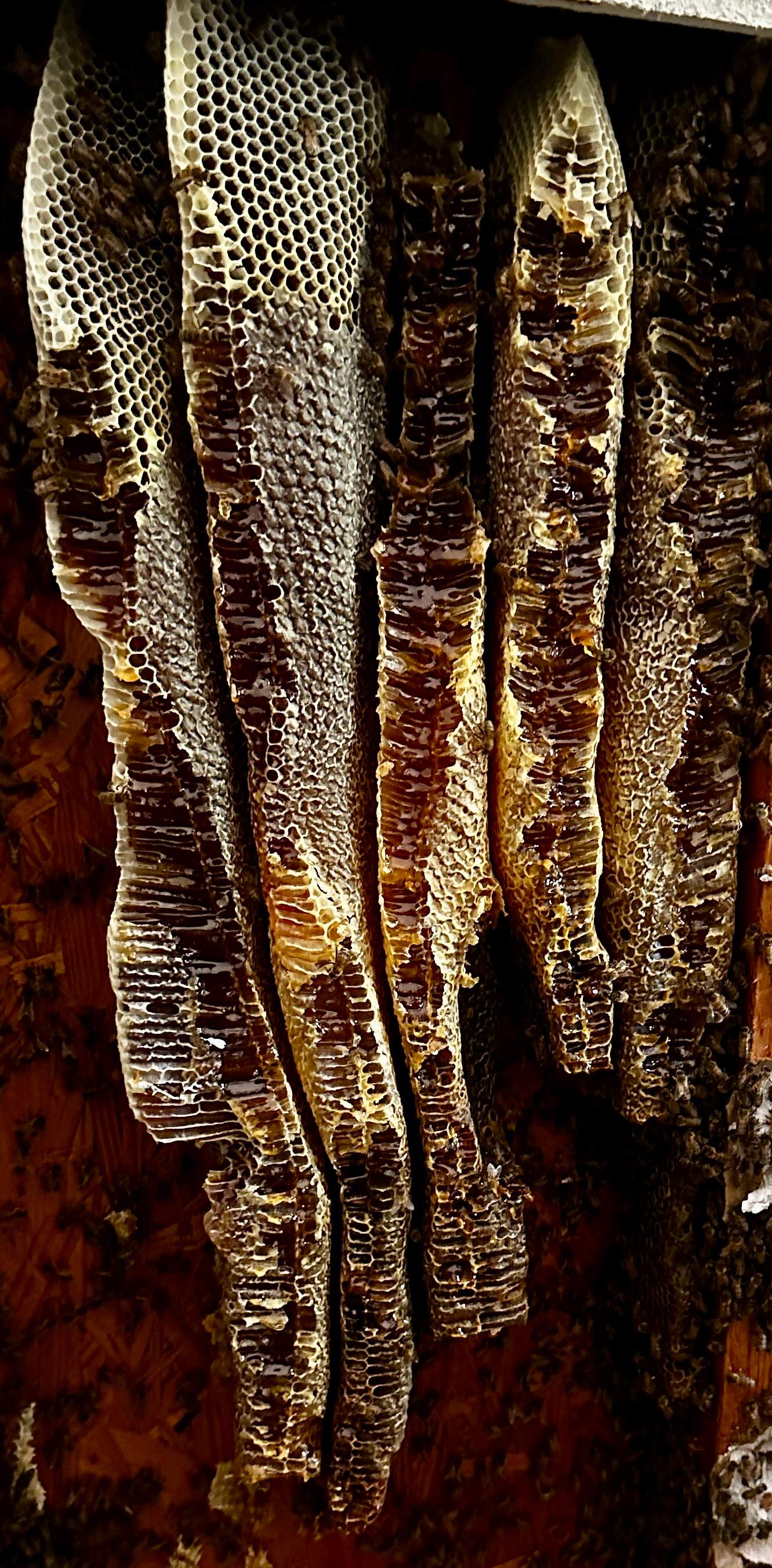 Beautiful Fresh Comb by Rockwall Honey Bee Company