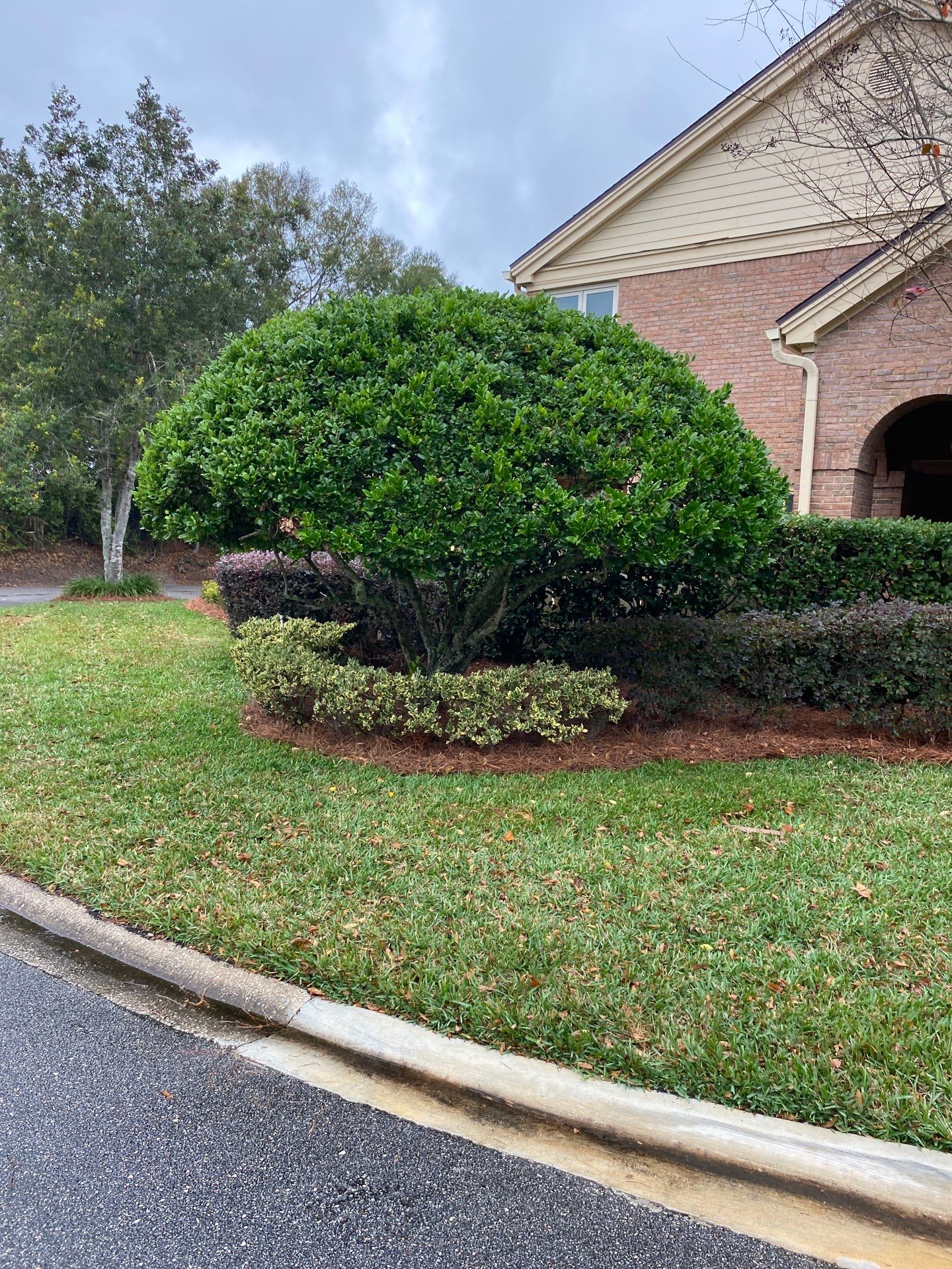 Deerwood Pointe | Tree Removal & Pine Straw Installation by ProGreen Services