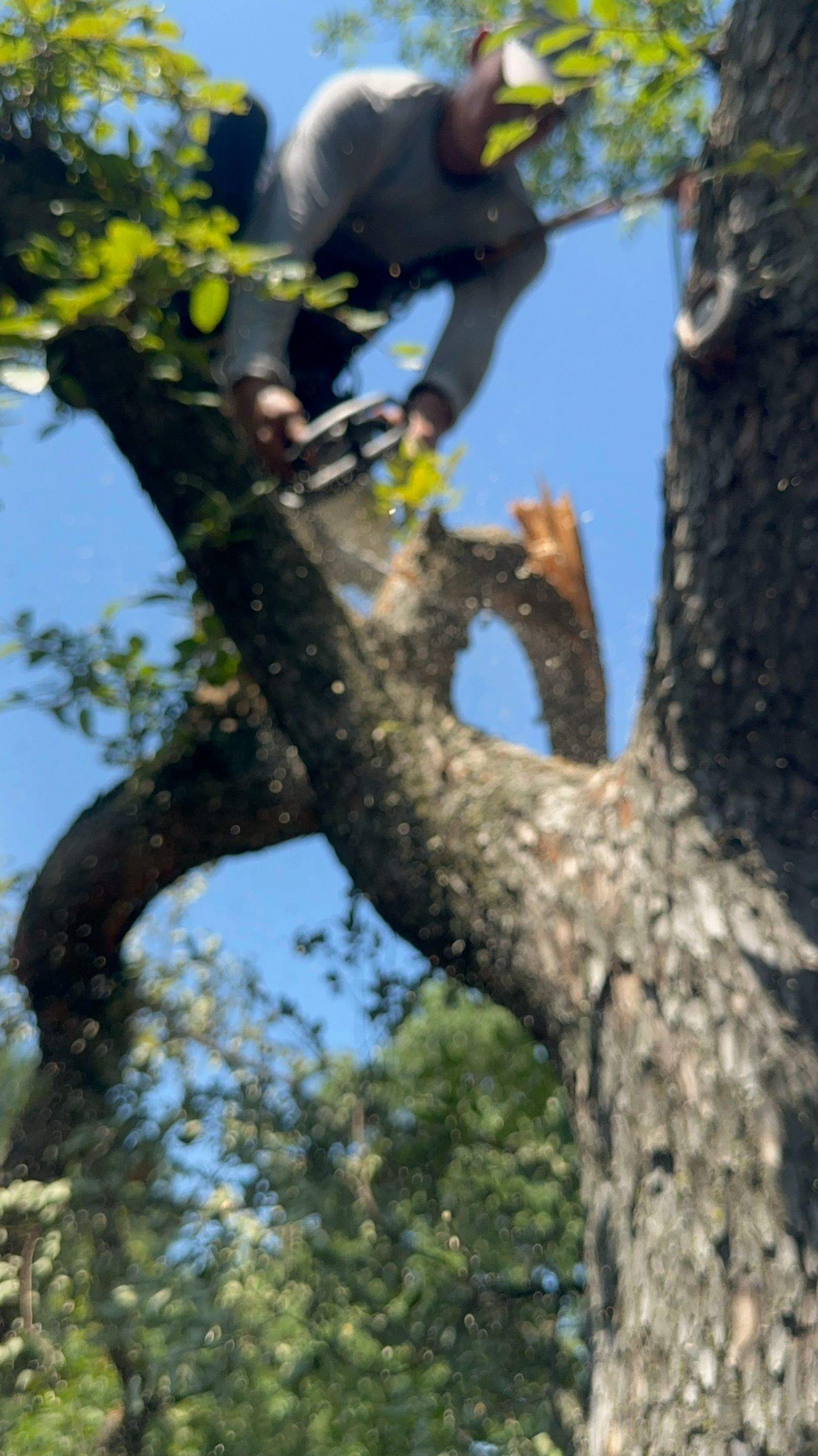 Tree Service Help  by Rockwall Honey Bee Company