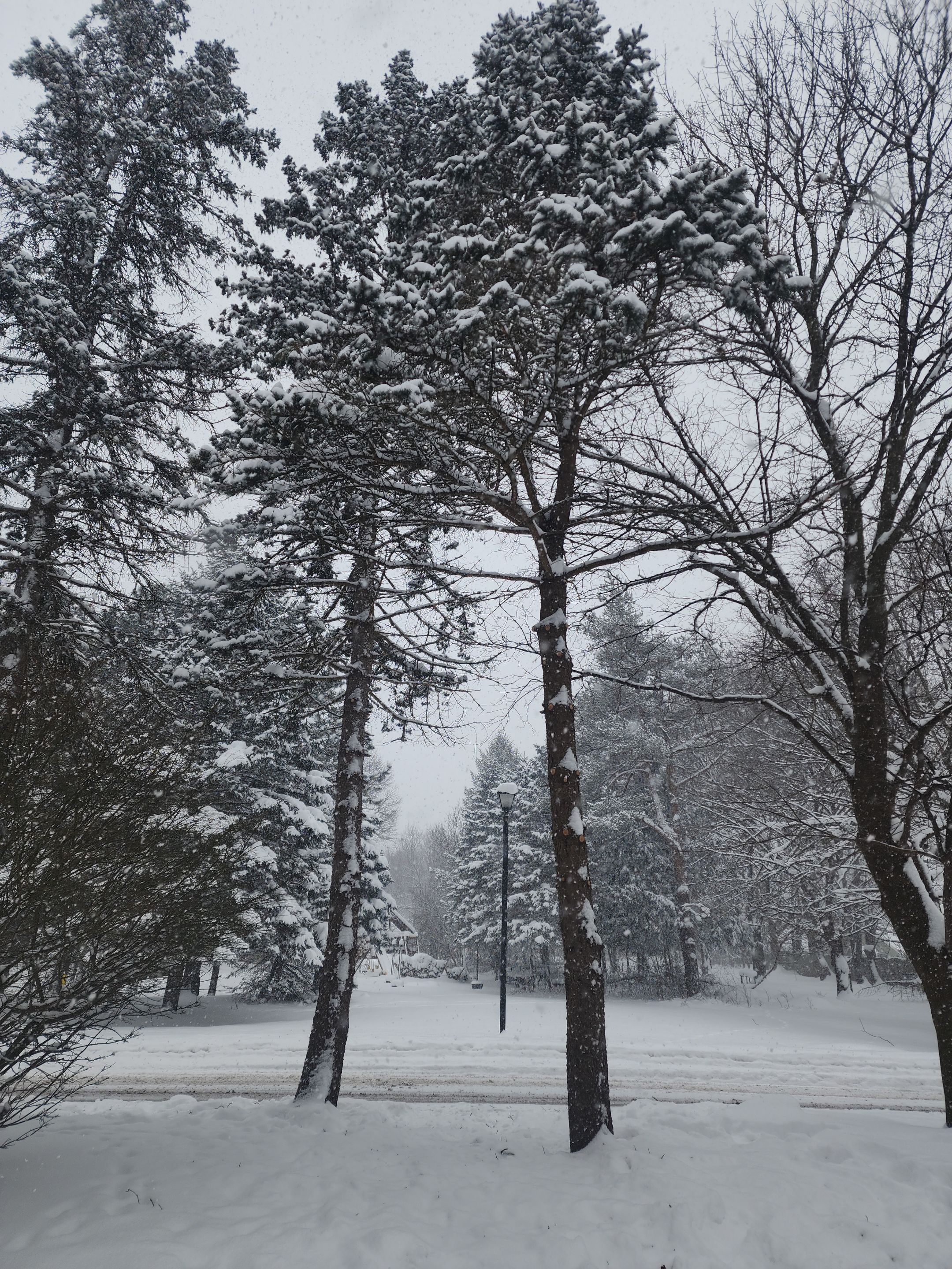 Tree Removal and Pruning by Treeman Tom LLC