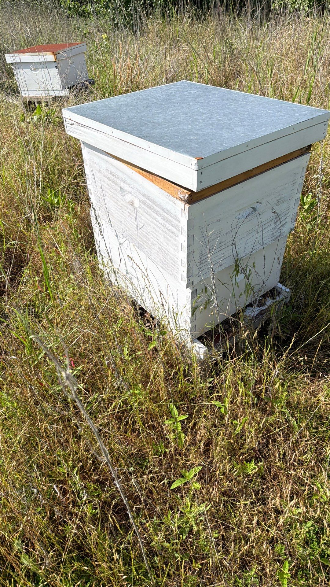 Baseball Diamond Apiary by Rockwall Honey Bee Company