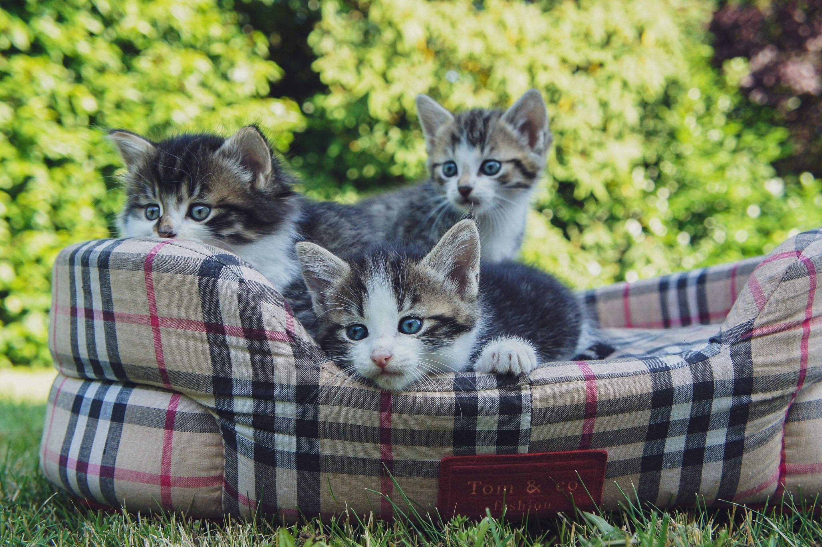Kittens! by CompanyCam