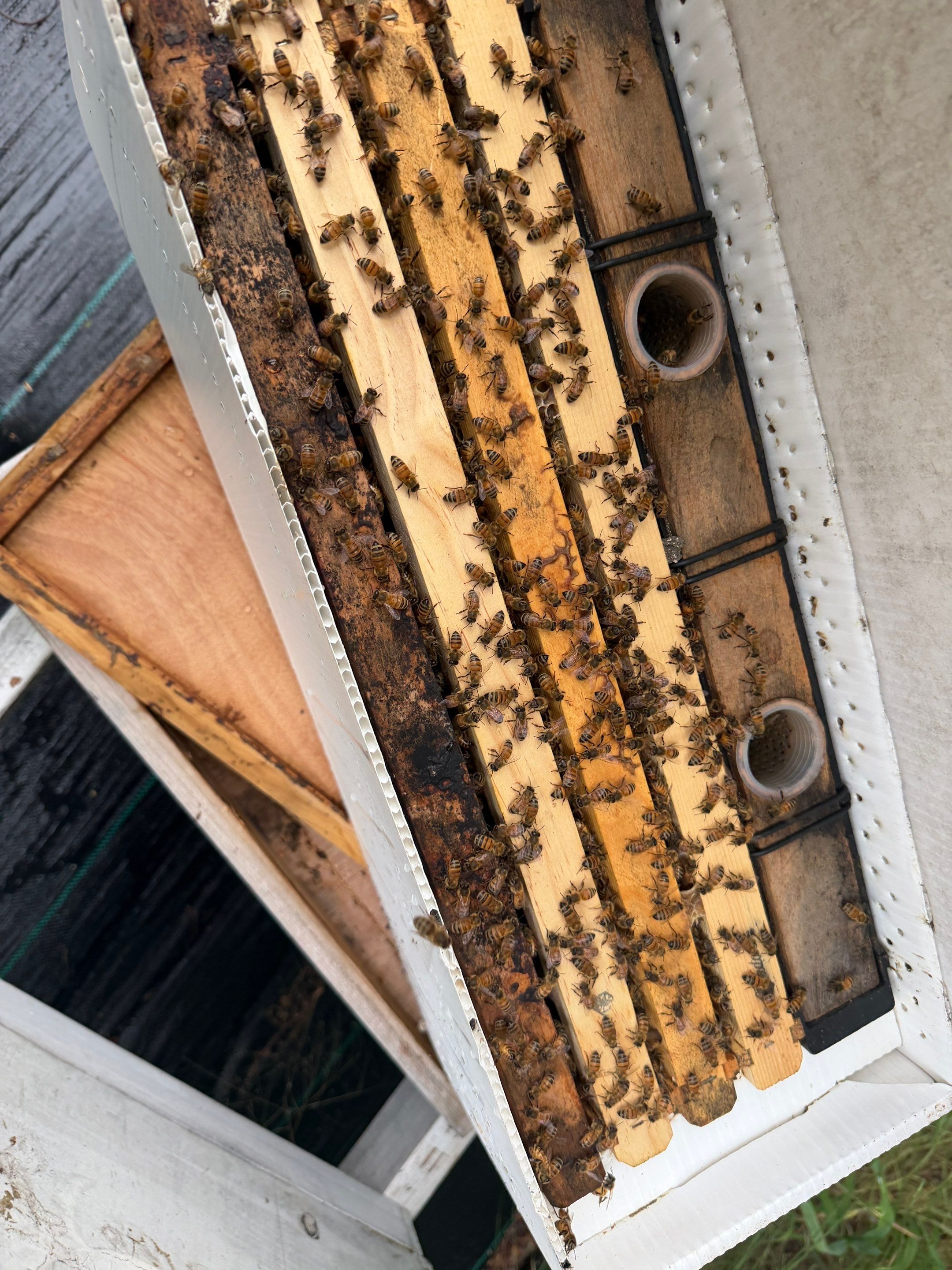 Rustic Grace Apiary in Van Alstyne, TX by Rockwall Honey Bee Company