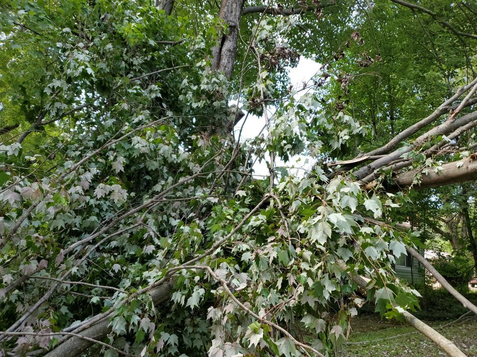 Storm Damaged Tree Removal  by Mike Jones & Sons Tree Service LLC 