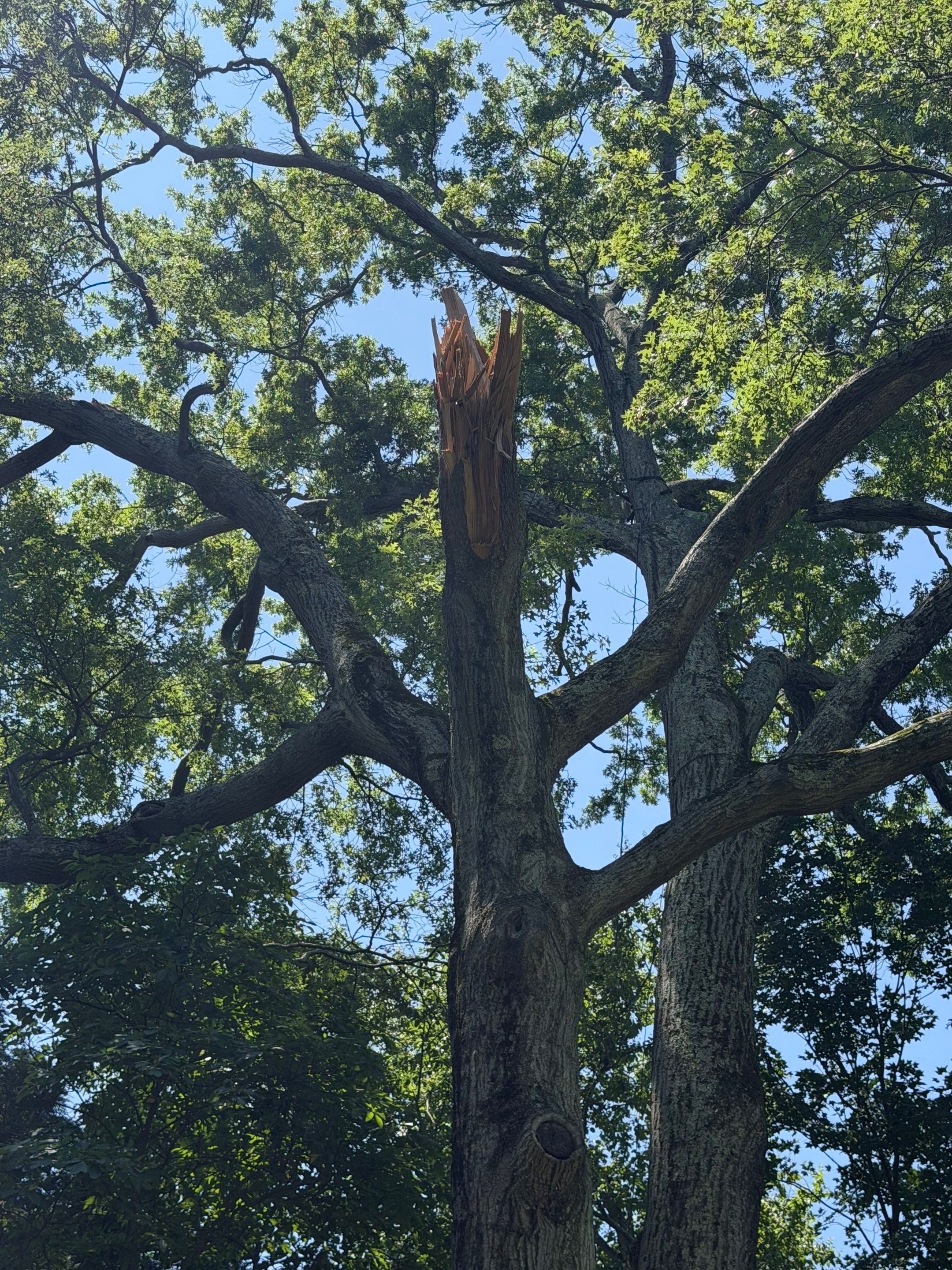 Emergency Tornado Damage Cleanup and Hazardous Tree Removal in Harrison by Fox Hill Luxury Real Estate Services