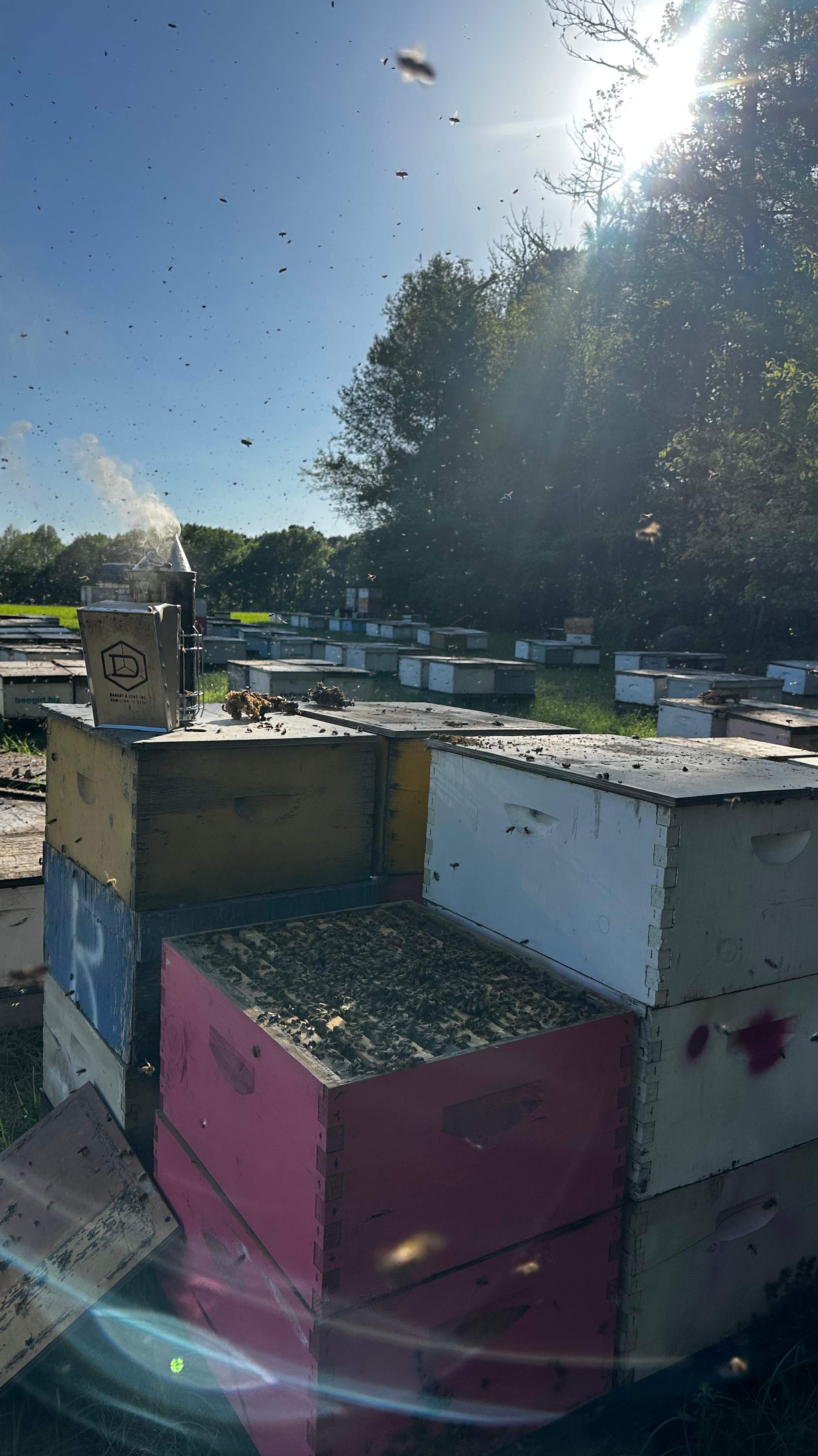 Traylor's Hay Meadow Apiary by Rockwall Honey Bee Company