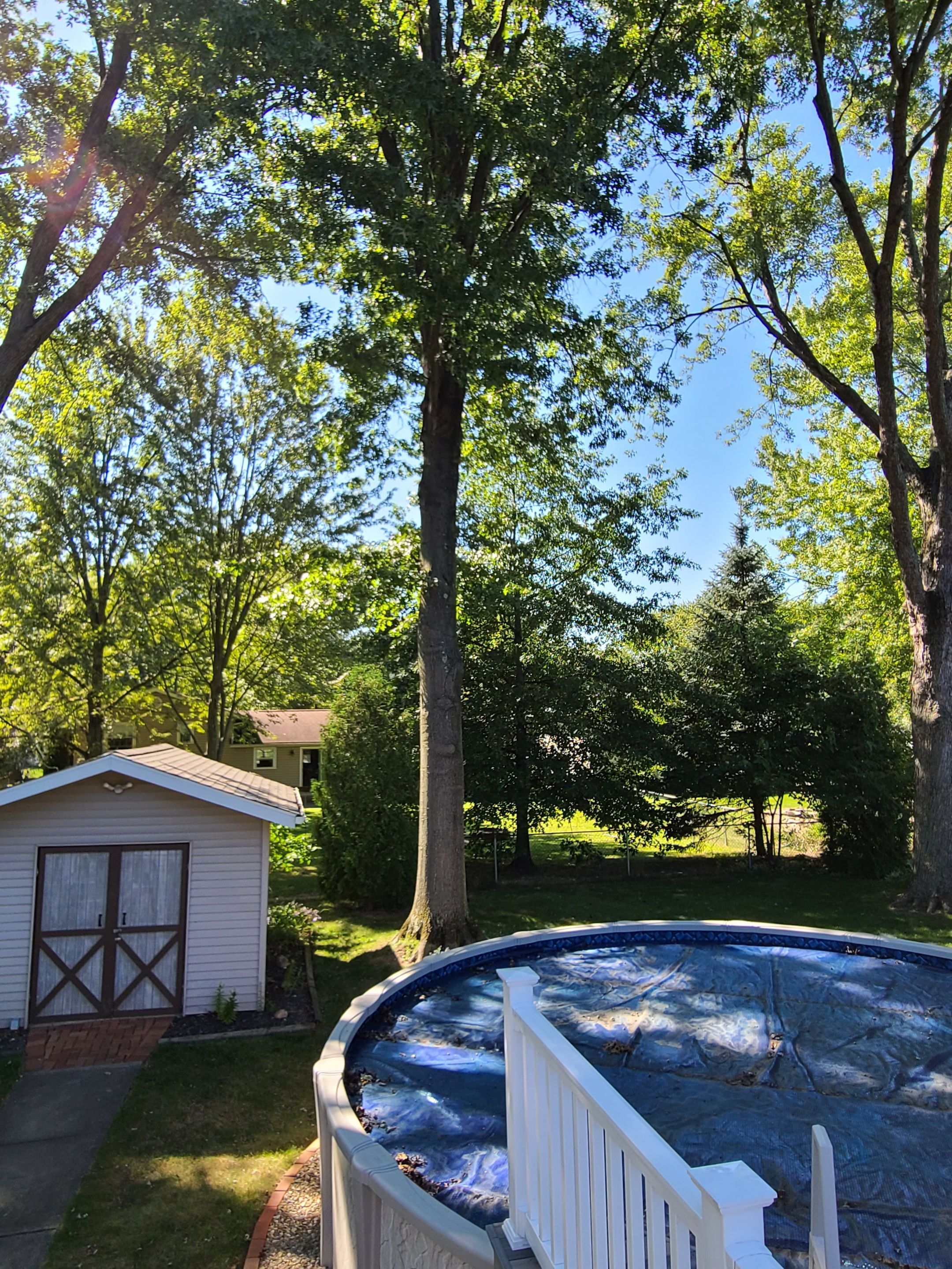 Oak Tree Removal by Mike Jones & Sons Tree Service LLC 