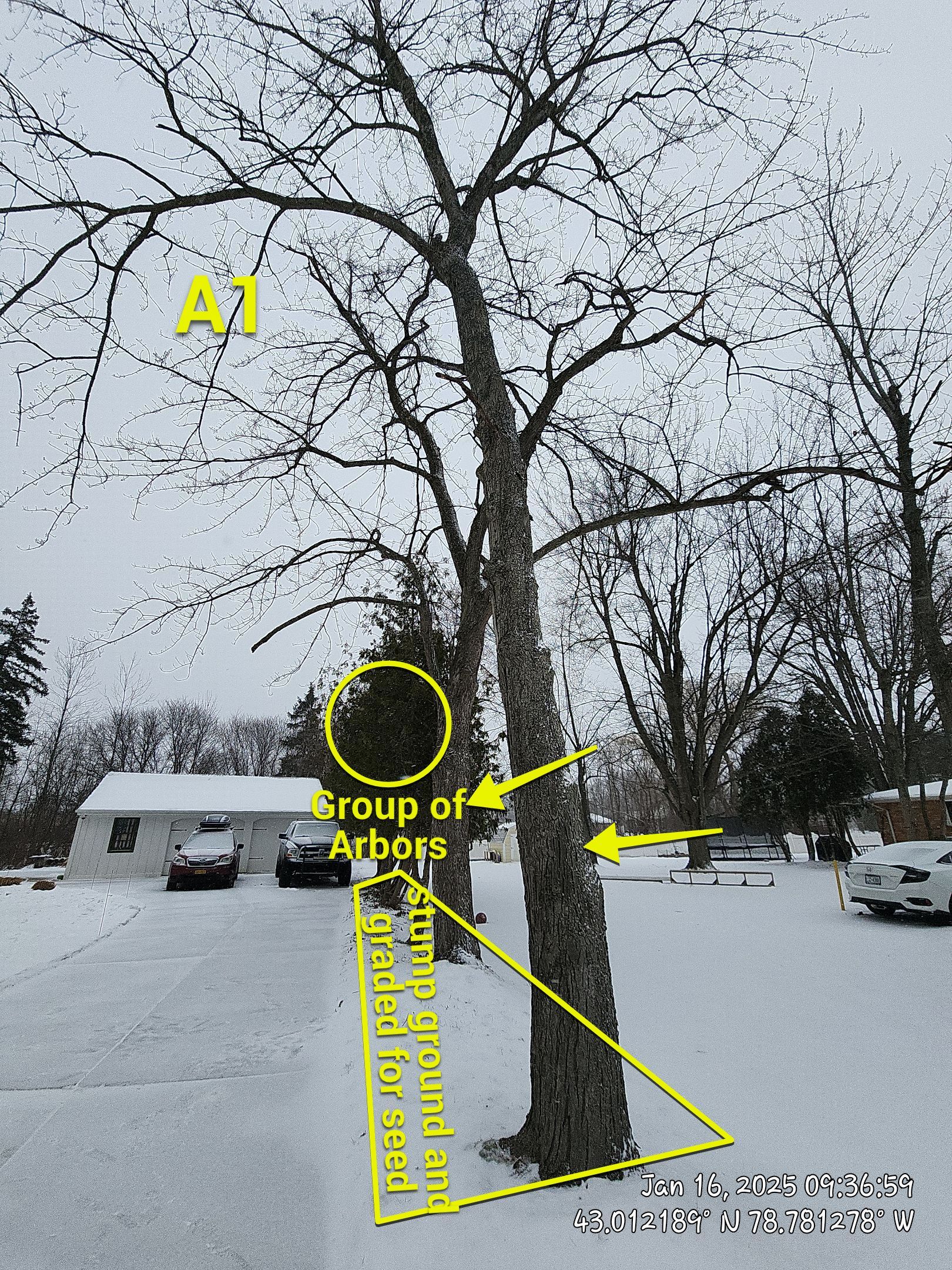 Tree Removal: Future Drive install by Treeman Tom LLC