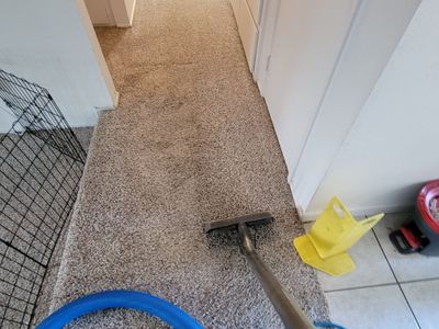 Pet Treament and Carpet Cleaning