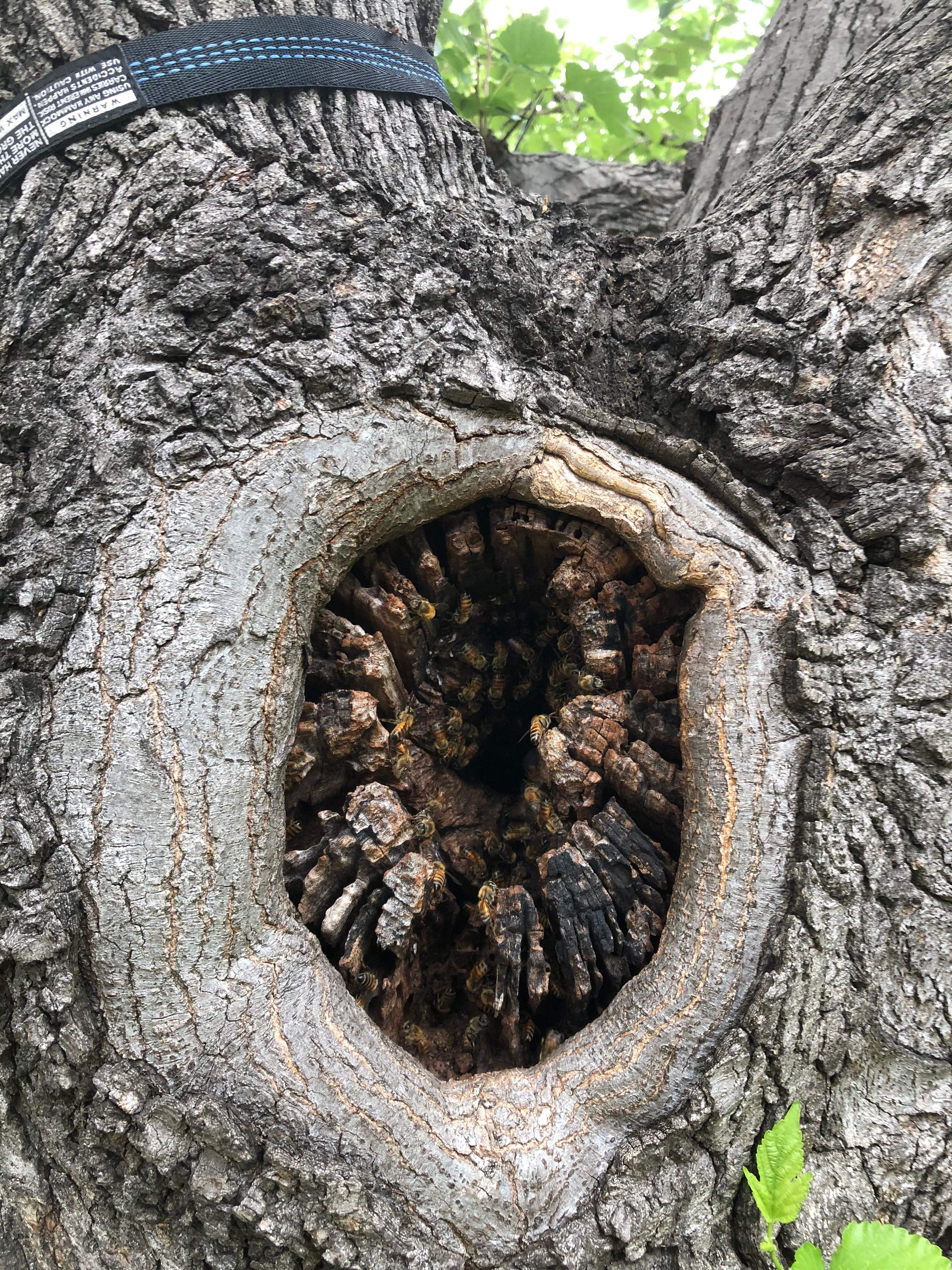 Smoked Out by Rockwall Honey Bee Company